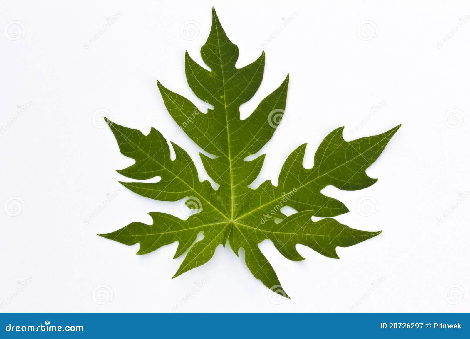 A papaya leaf stock image. Image of single, shape, organic 20726297