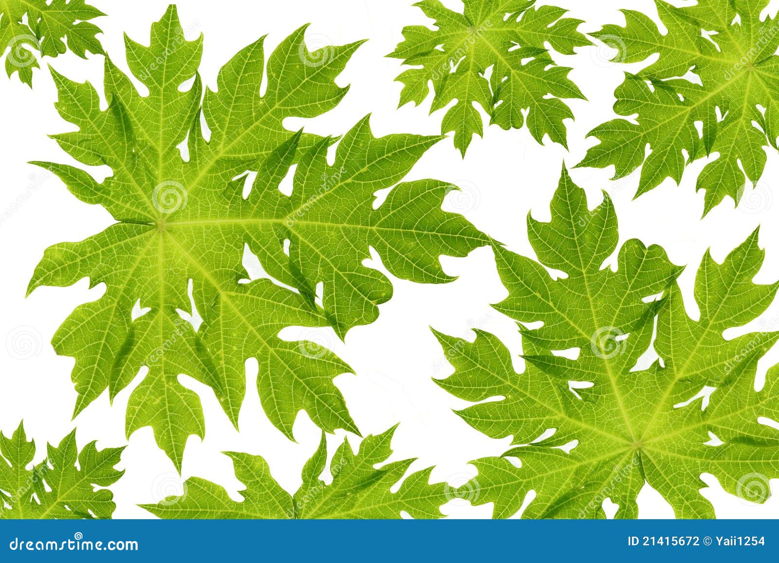 Papaya leaf stock photo. Image of organic, structure 21415672