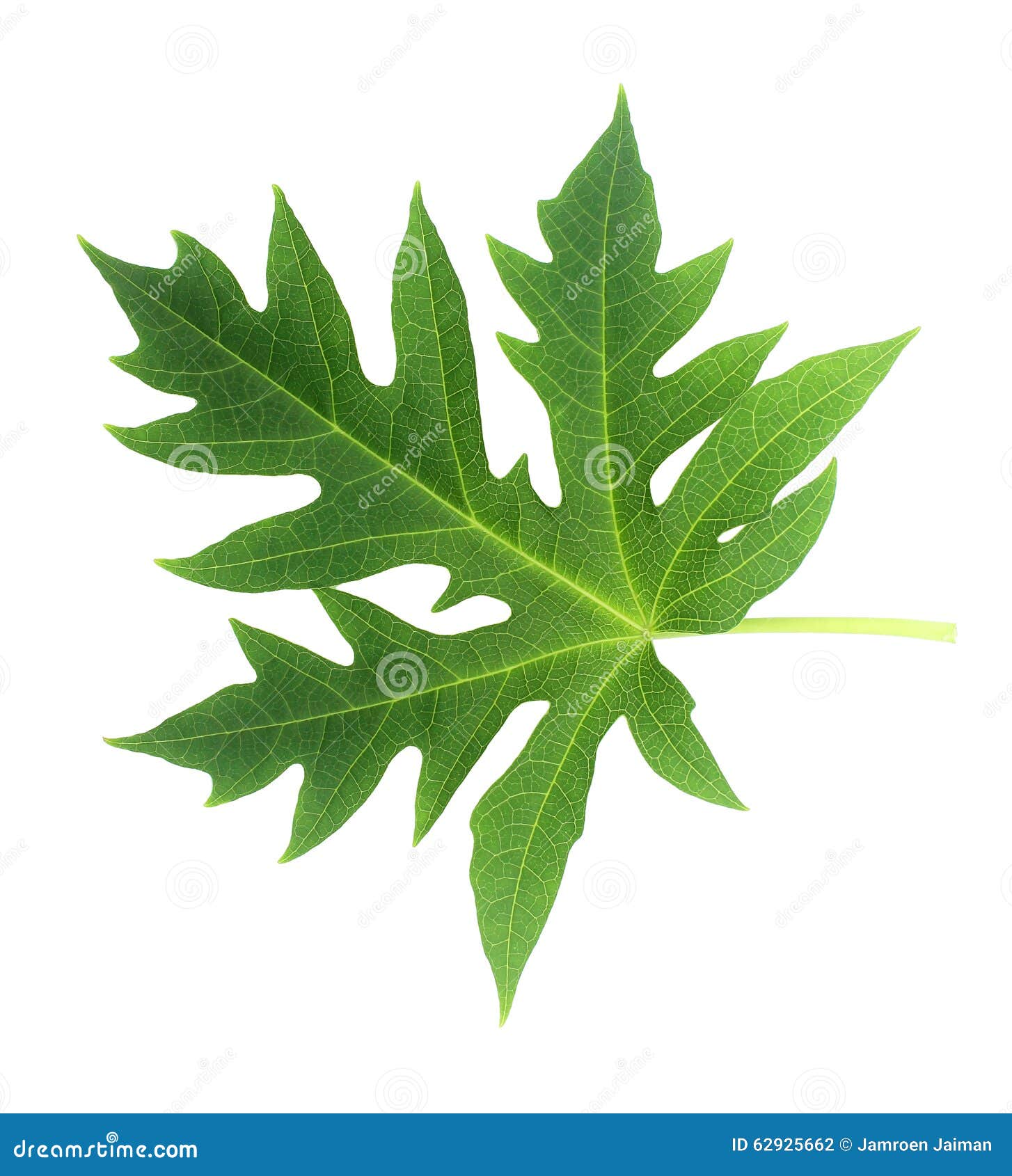 Papaya Leaf Isolated on White Stock Photo Image of botany, aroma
