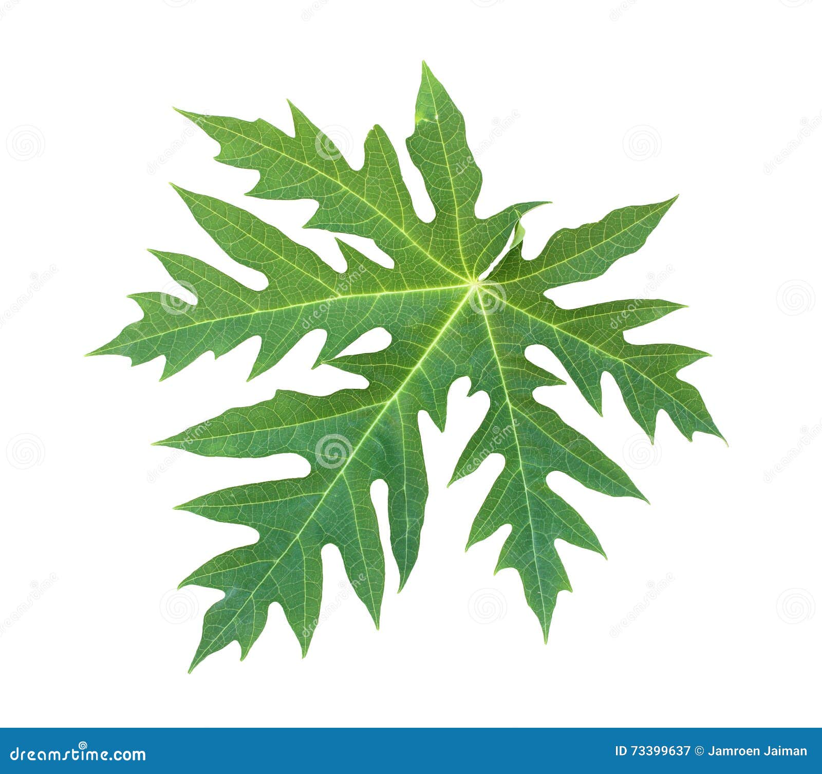 Papaya Leaf Isolated on White Stock Image Image of organic, aromatic
