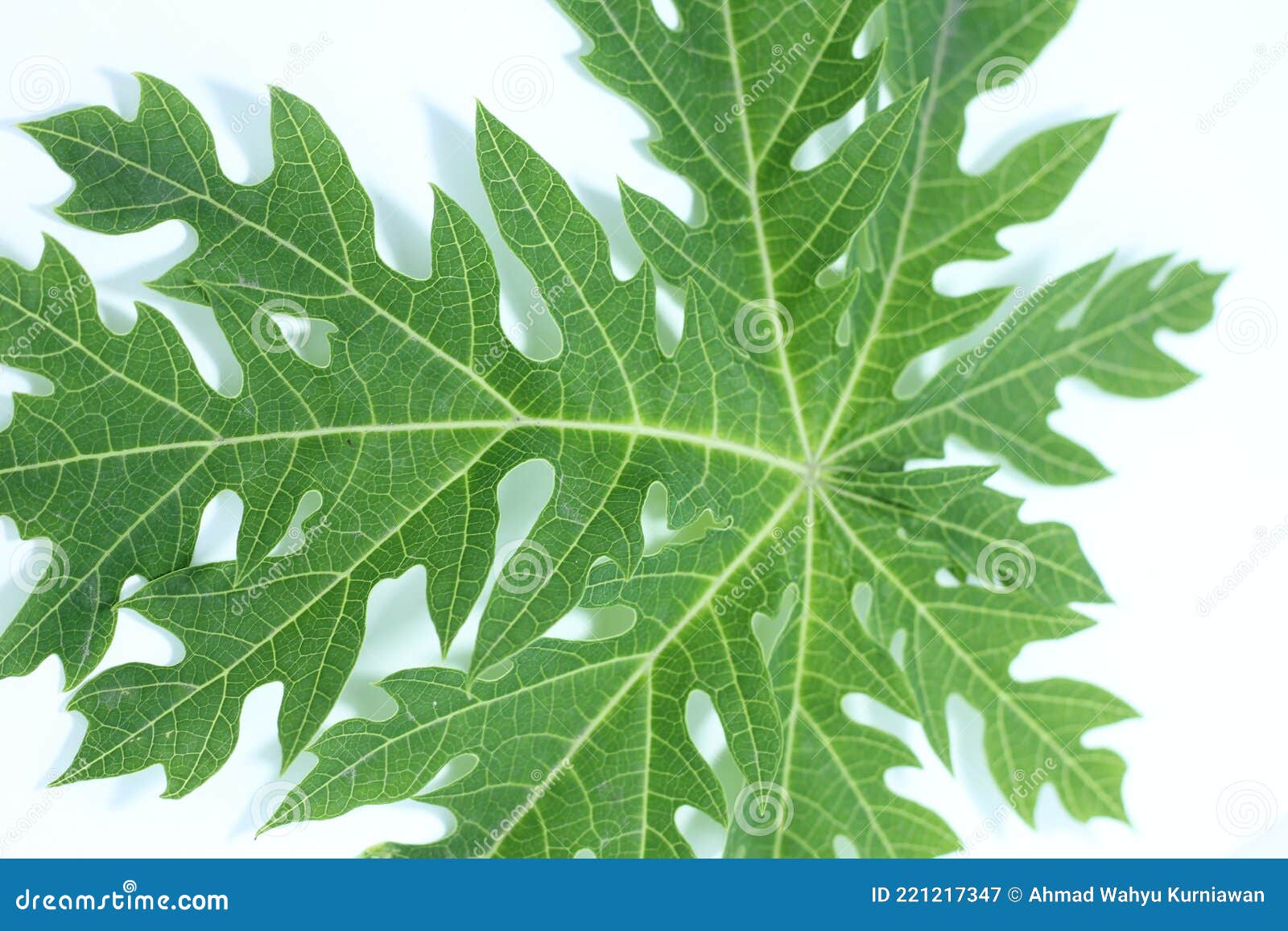 Papaya leaf stock image. Image of closeup, foliage, object 221217347