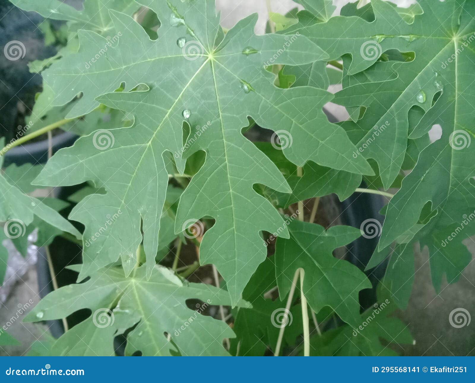 Papaya leaf stock image. Image of medicinal, medical 295568141