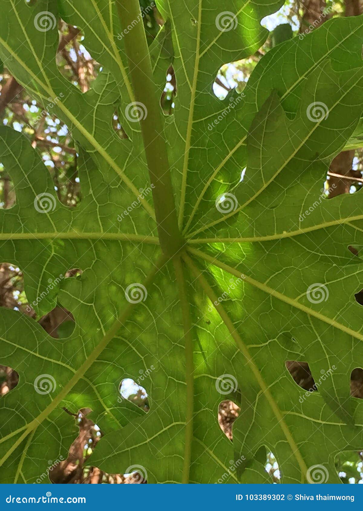Papaya Leaf, Papaya Leaf Texture Stock Photo Image of biome, tree