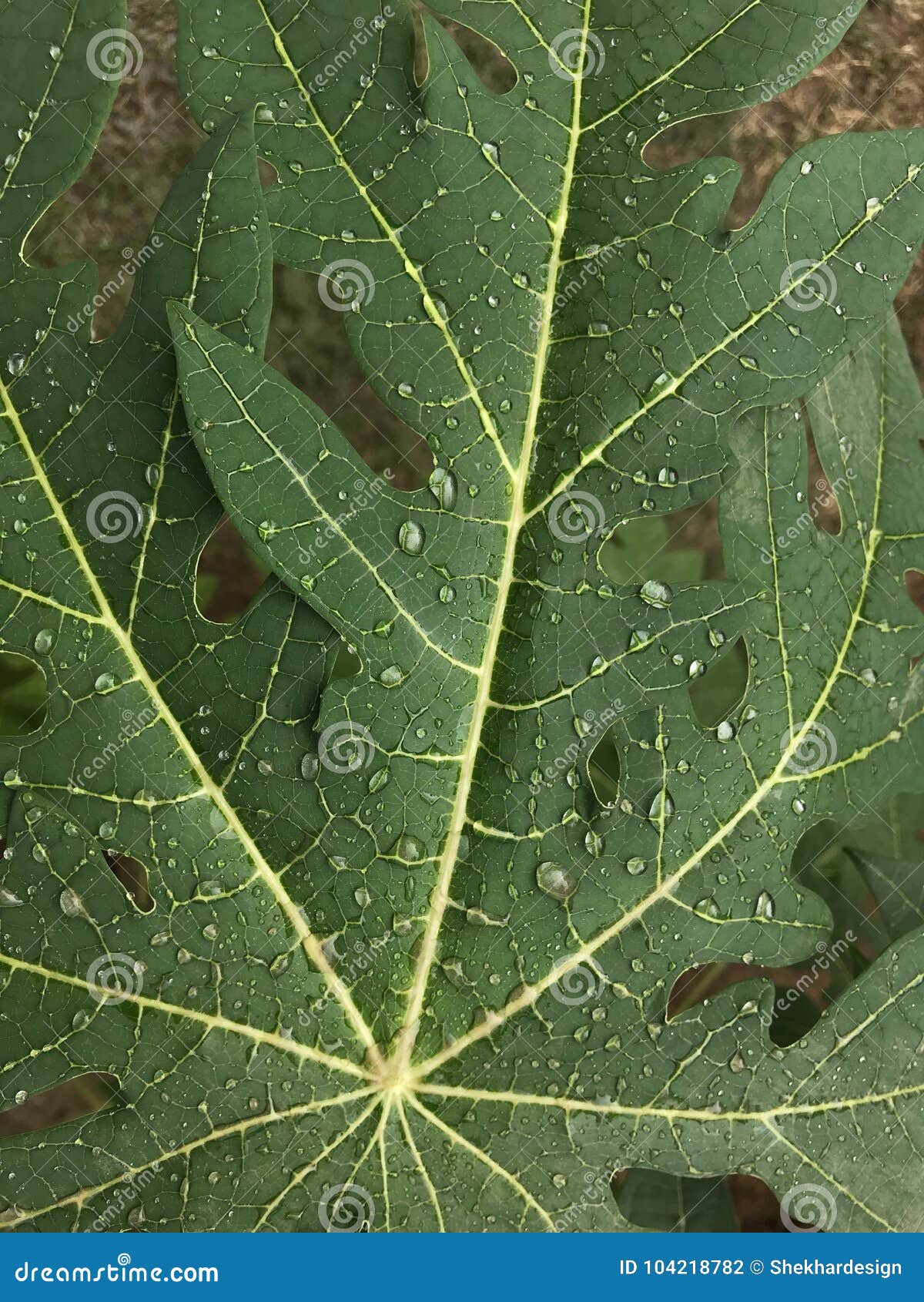 Papaya leaf stock photo. Image of background, green 104218782