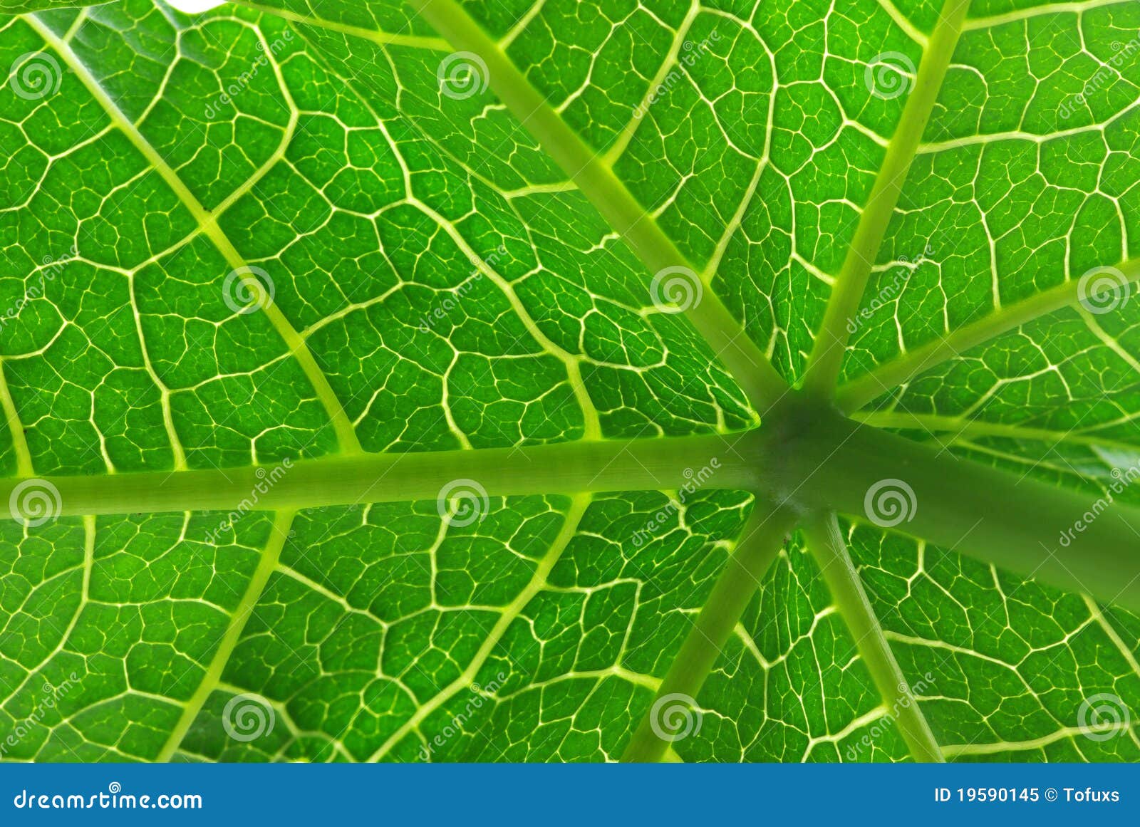 Papaya leaves stock image. Image of shape, green, raspberry 19590145