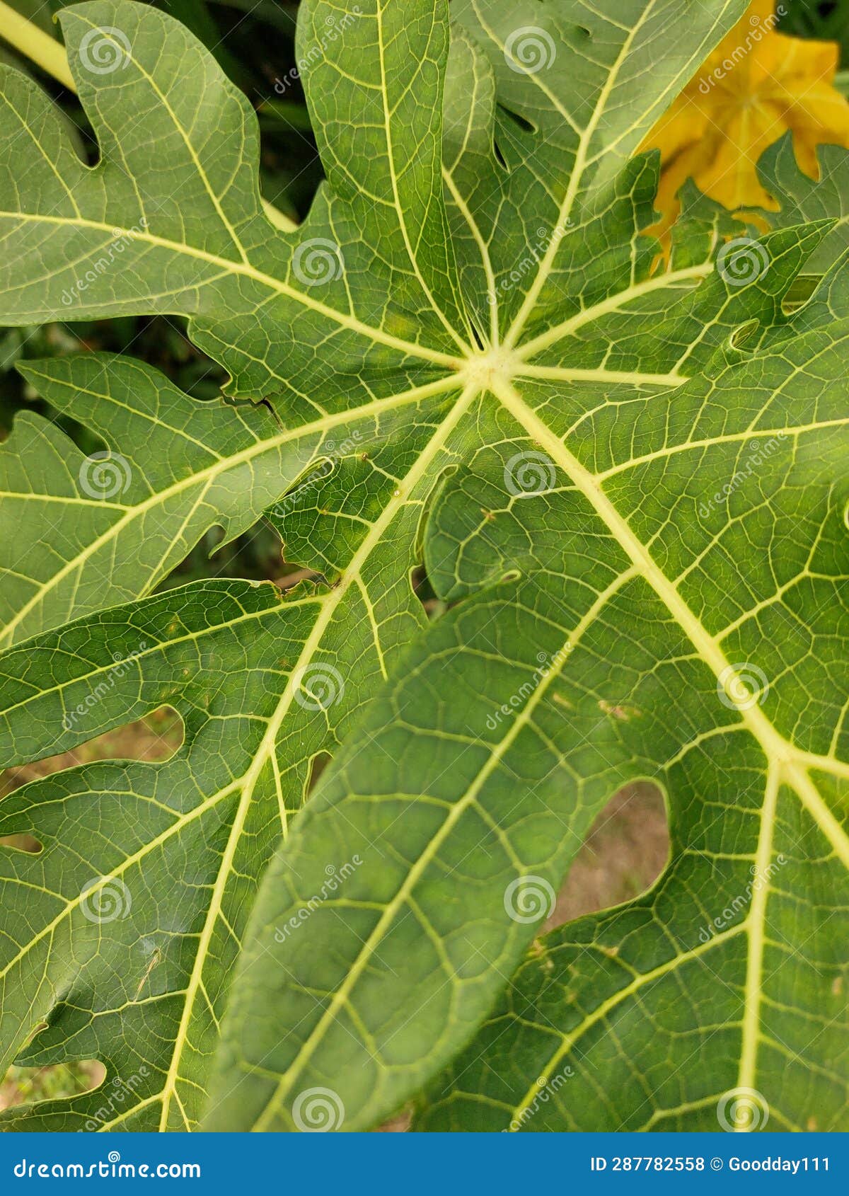 Papaya Leaves from Farmer& X27;s Plants Stock Photo Image of