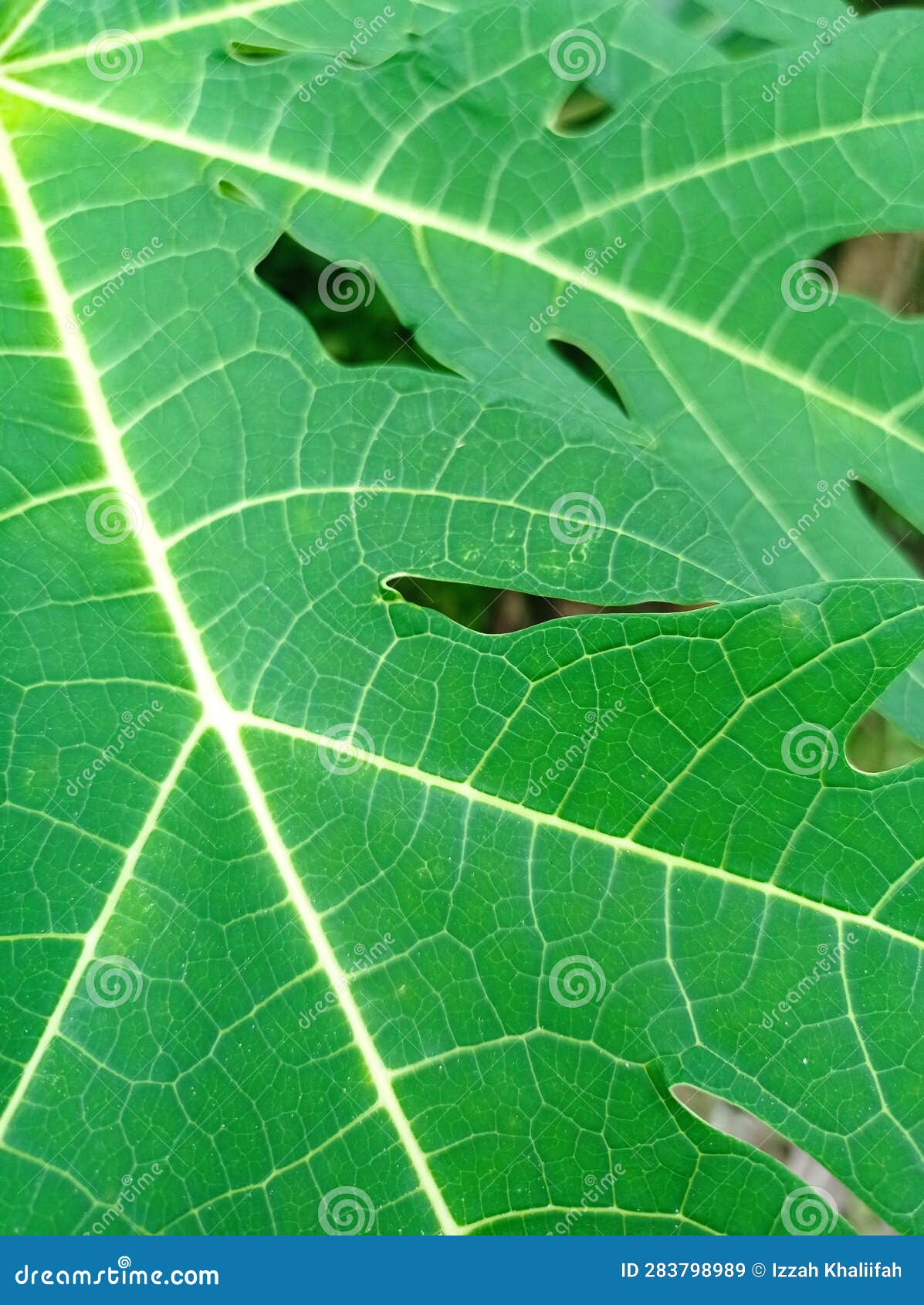 papaya leaves pattern. papaya leaves areÂ broad, flat, and deeply, palmately lobed.