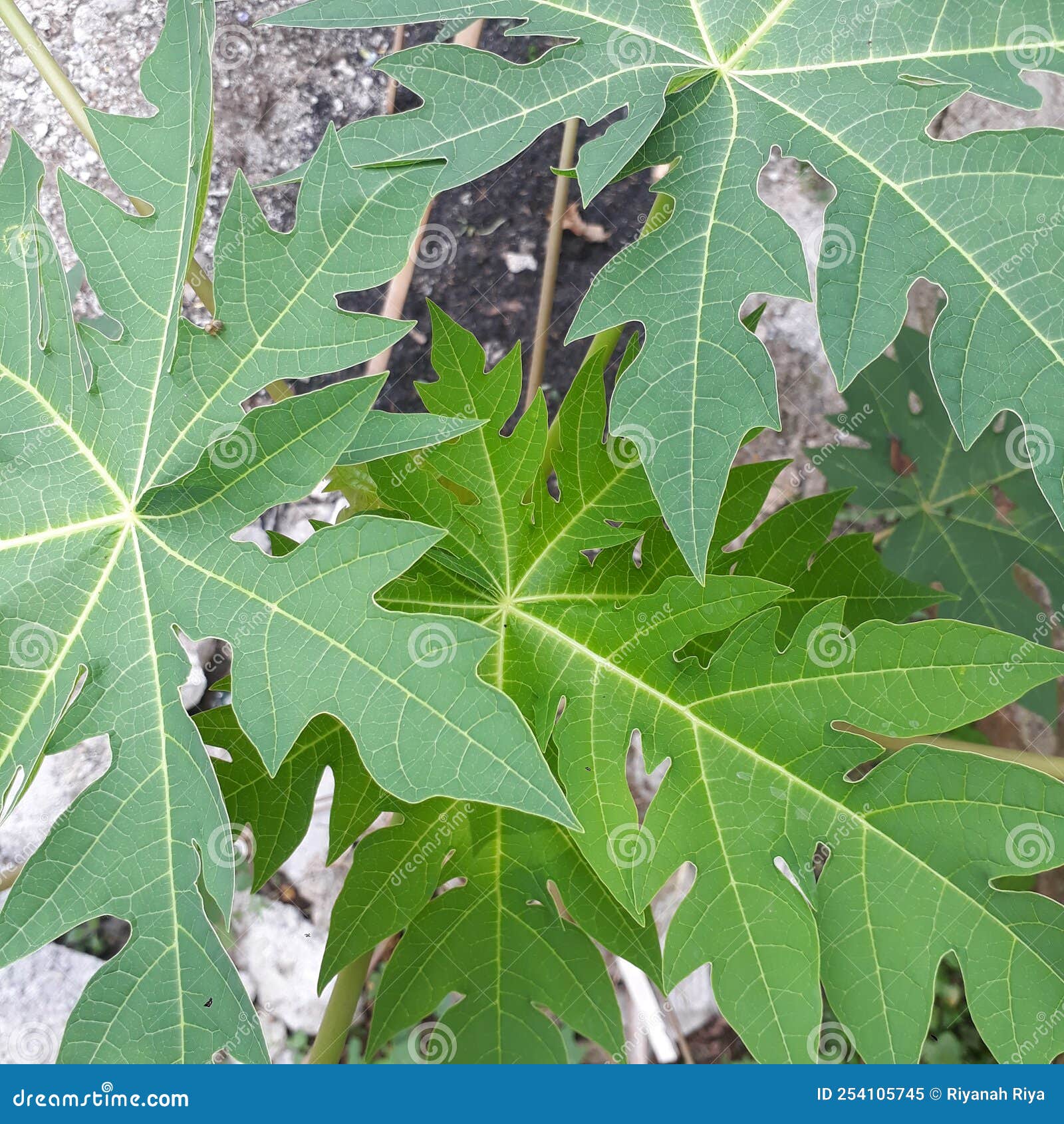 Papaya Leaves Yellowing And Malformation From Viruses Infection Stock