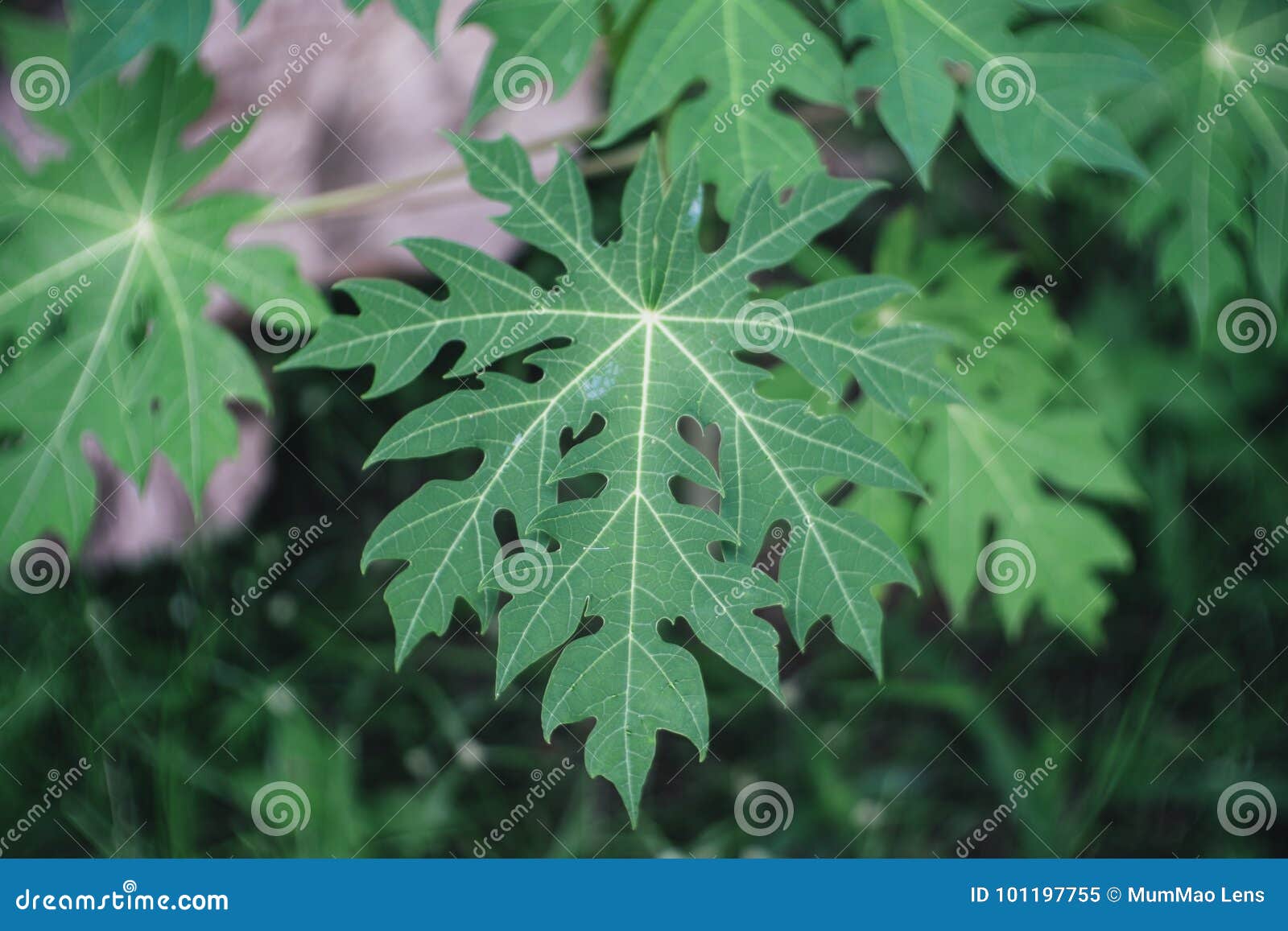 Papaya leaves. stock image. Image of natural, leaf, bright 101197755