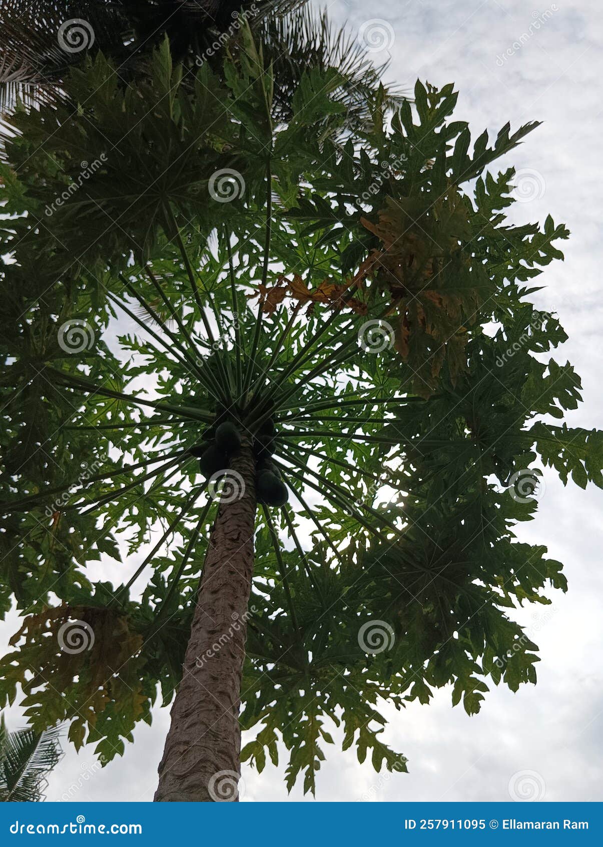 Papaya Plant with Colourful Papaya in the Tree.the View of Papaya Plant
