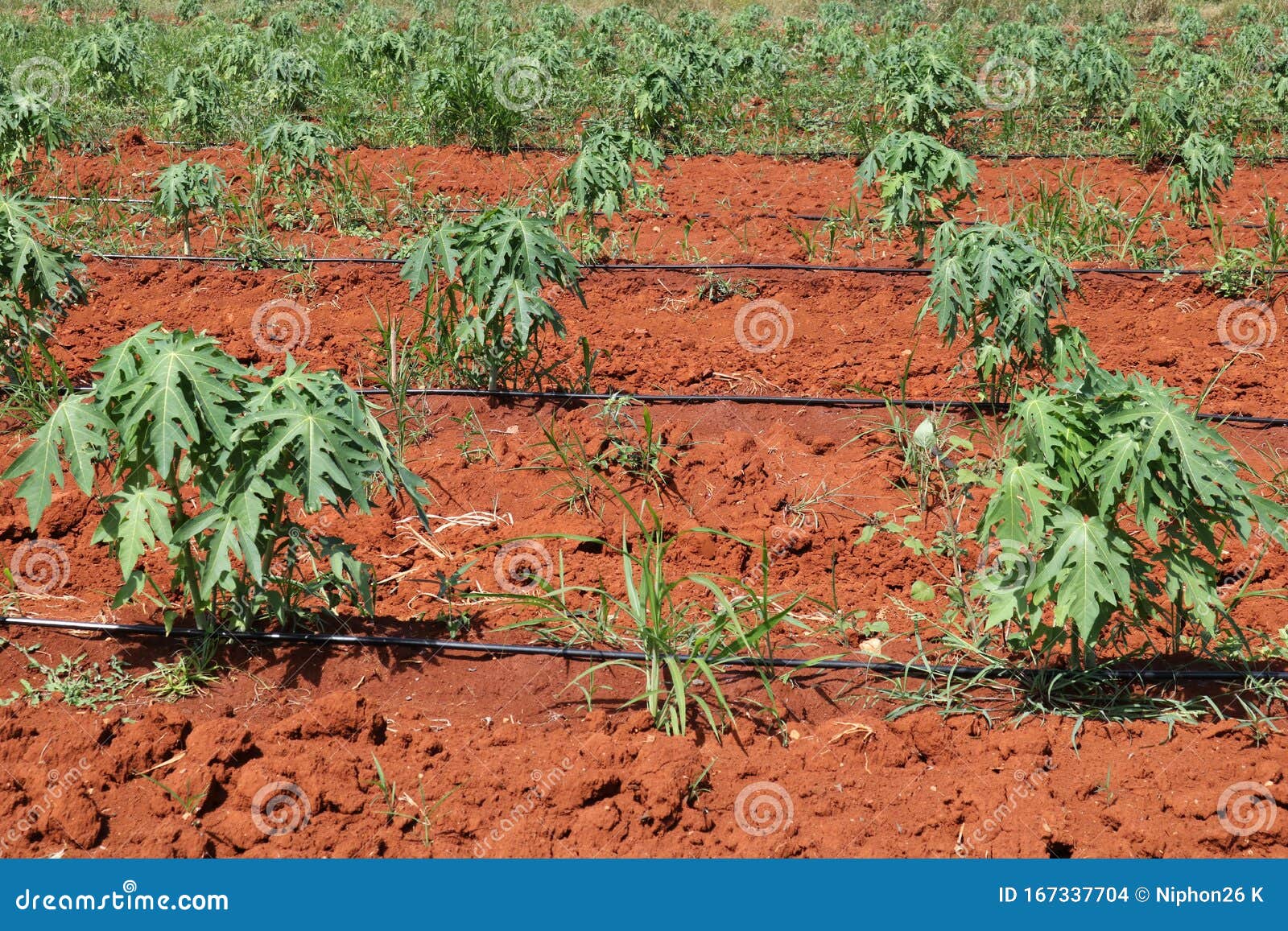 Papaya Planting Under Drip Irrigation System Stock Photo Image of