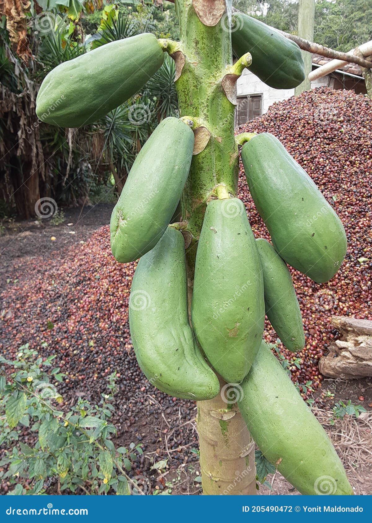 papaya plants