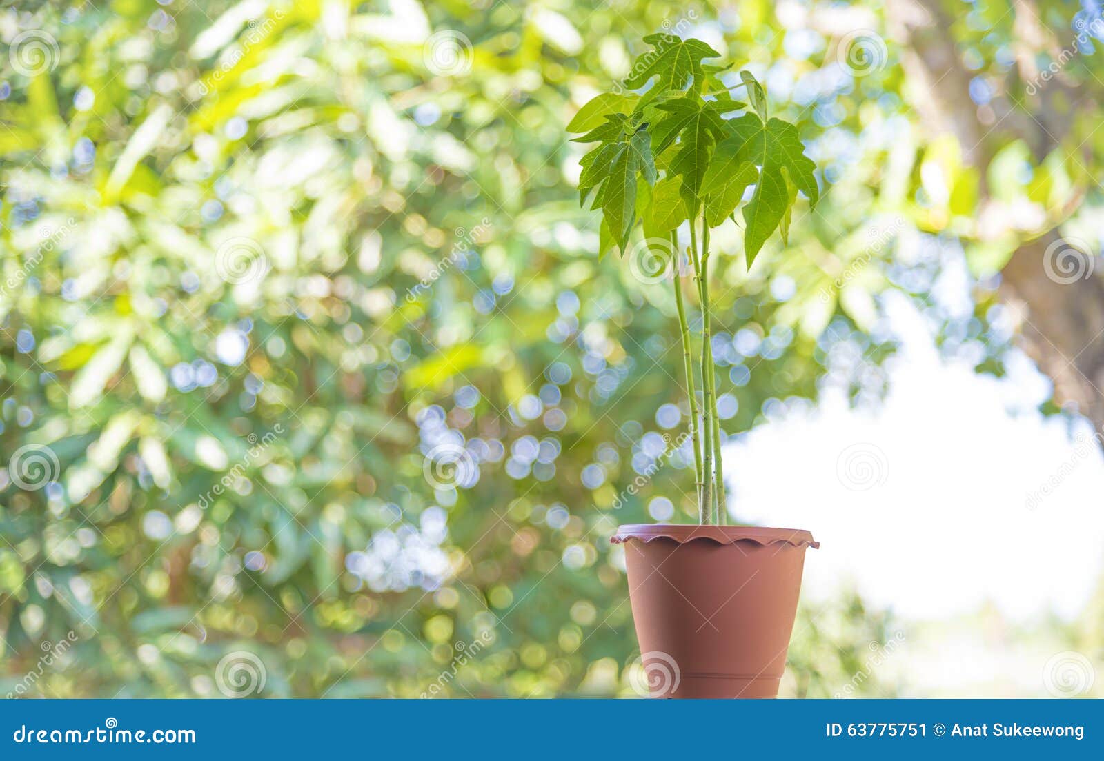 Papaya in pot stock image. Image of environment, background 63775751