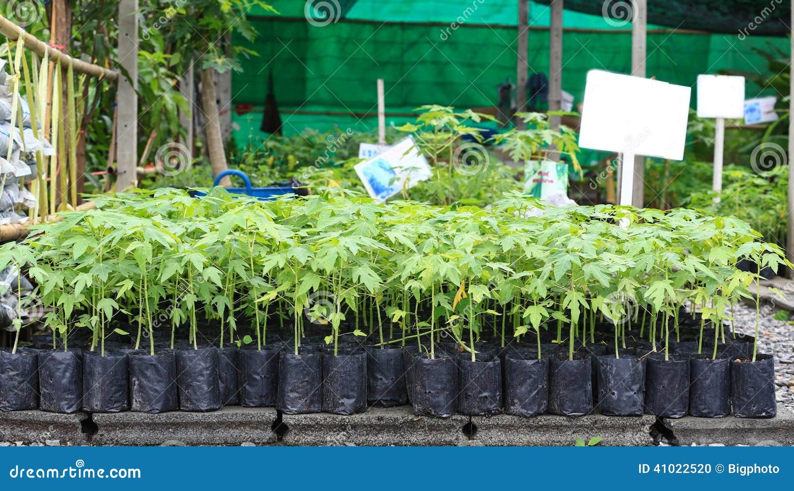 Papaya seedlings in bags stock photo. Image of plantation 41022520