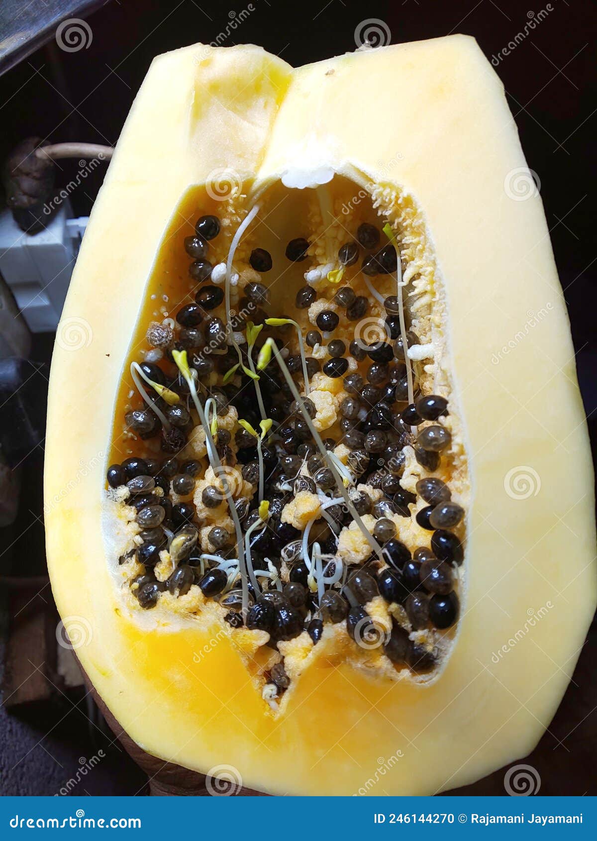 Papaya Seeds Germinated Inside the Fruit Stock Photo Image of papaya