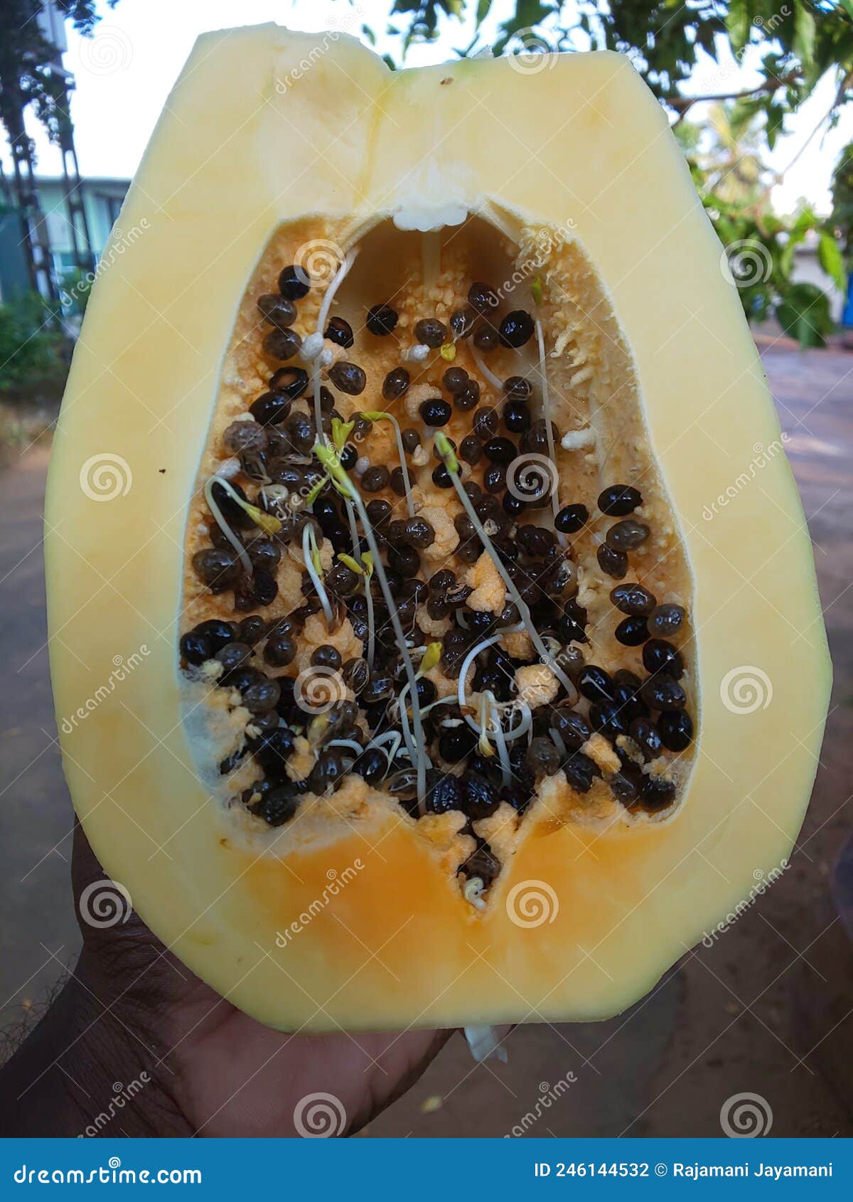Papaya Seeds Germinated Inside the Fruit Stock Photo Image of produce