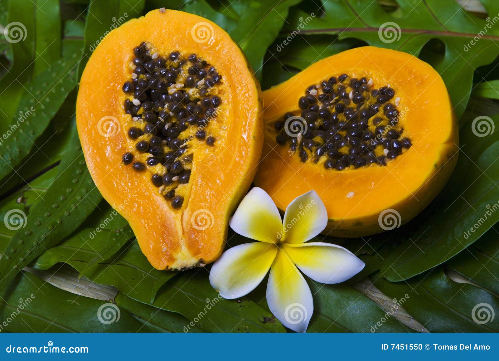 A papaya sliced in half stock photo. Image of sliced, blossom 7451550