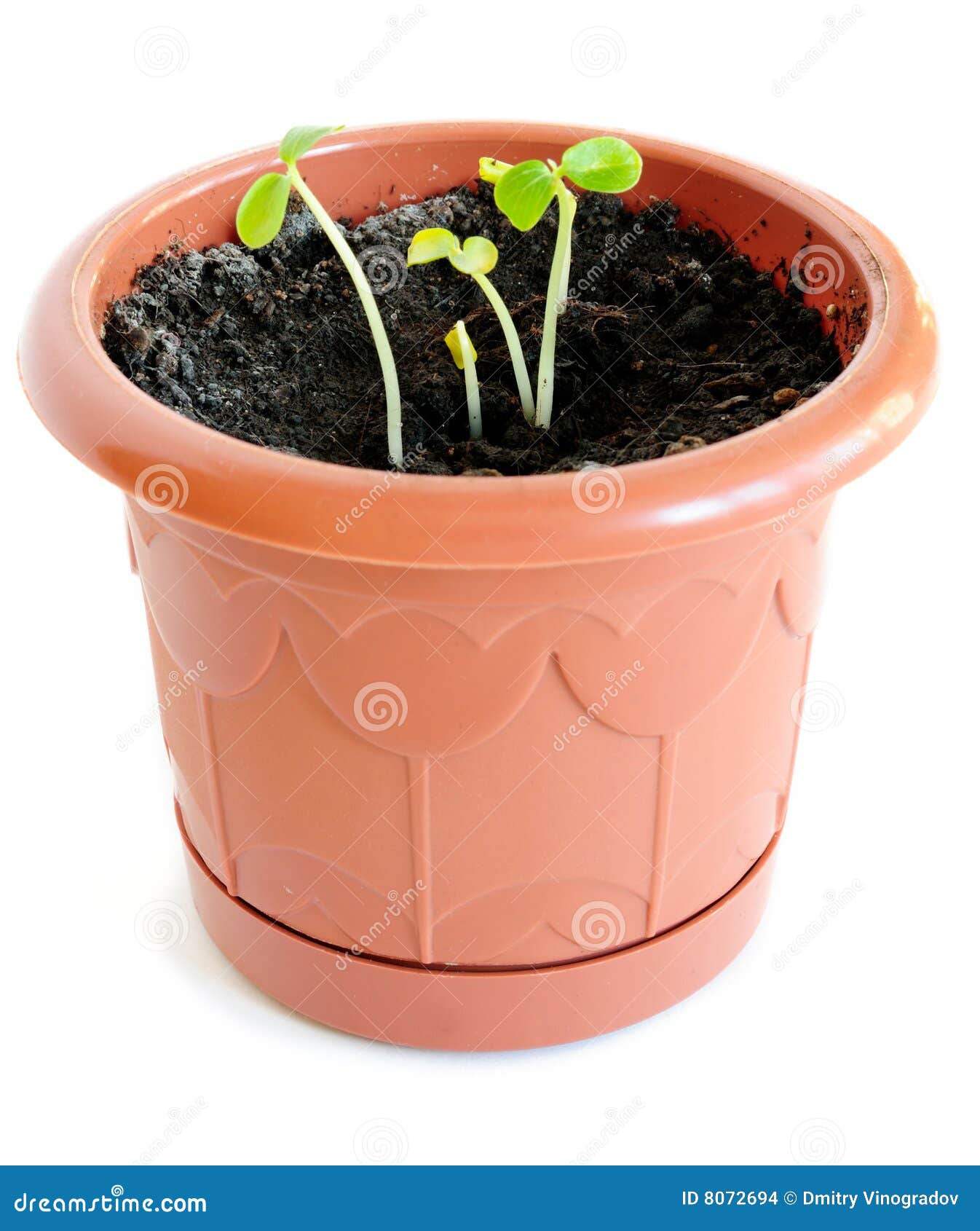 Papaya sprouts stock photo. Image of small, turf, close 8072694