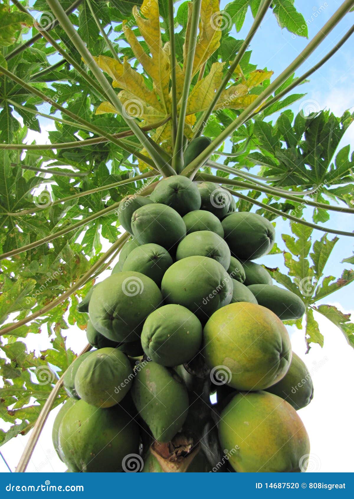 Papaya Tree stock photo. Image of food, delicious, eating 14687520
