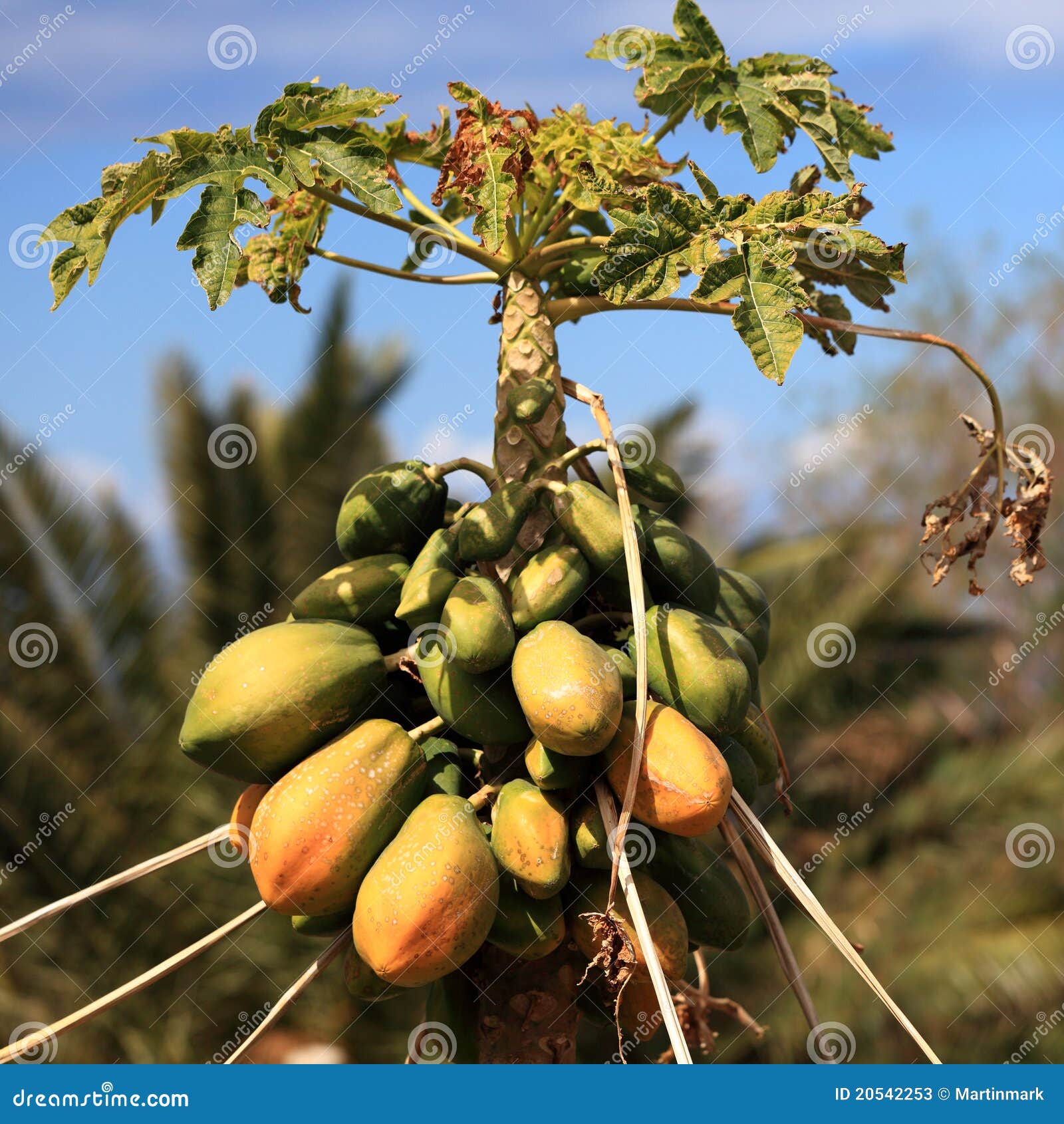 Papaya tree stock image. Image of nutrition, closeup 20542253