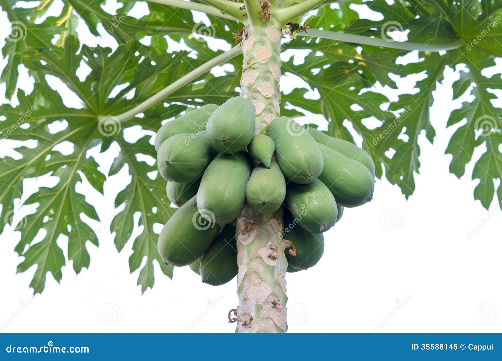 Papaya stock image. Image of philippines, fruit, island 35588145