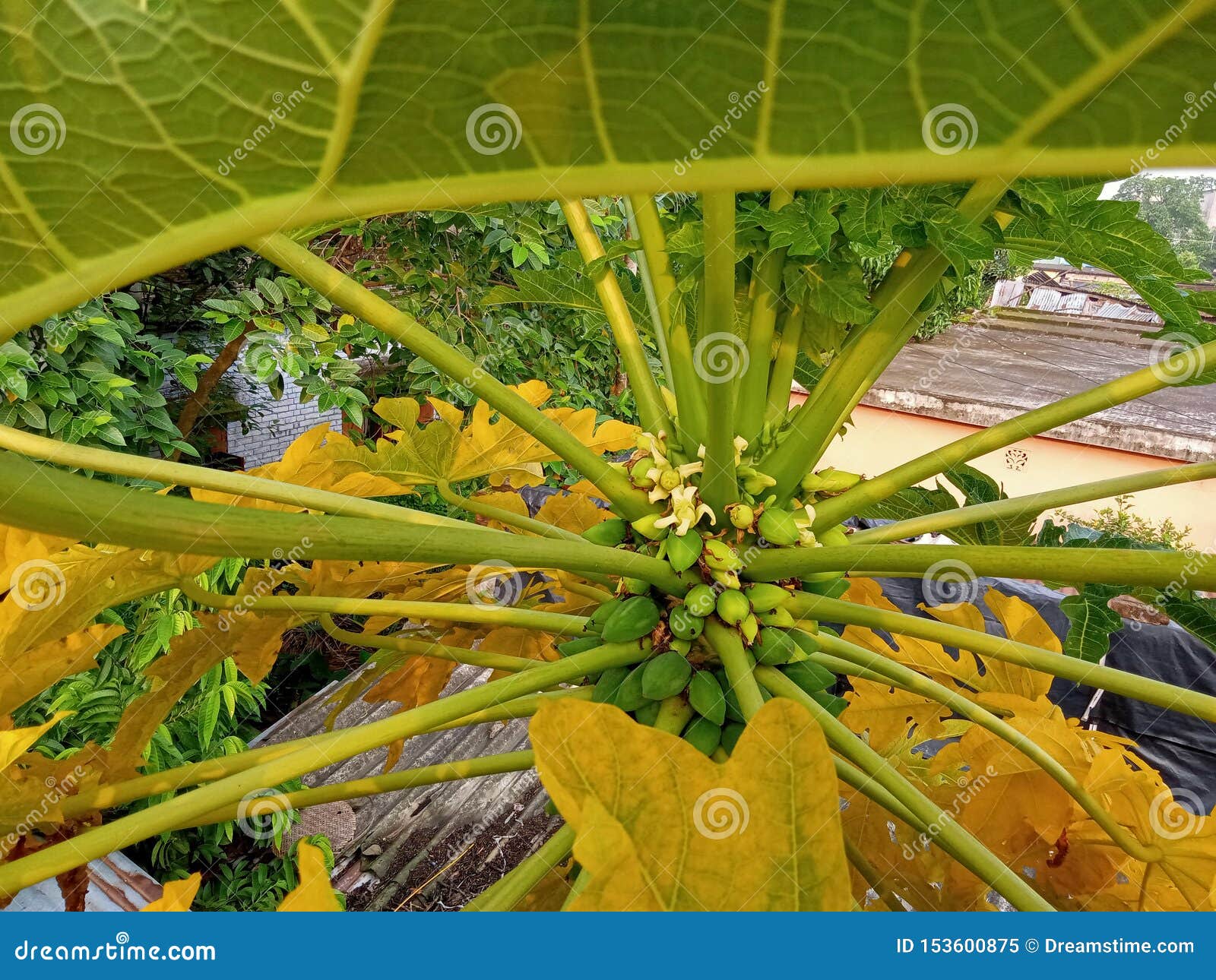 Papaya Tree Beautiful Look Outside Green Yellow Stock Image Image of