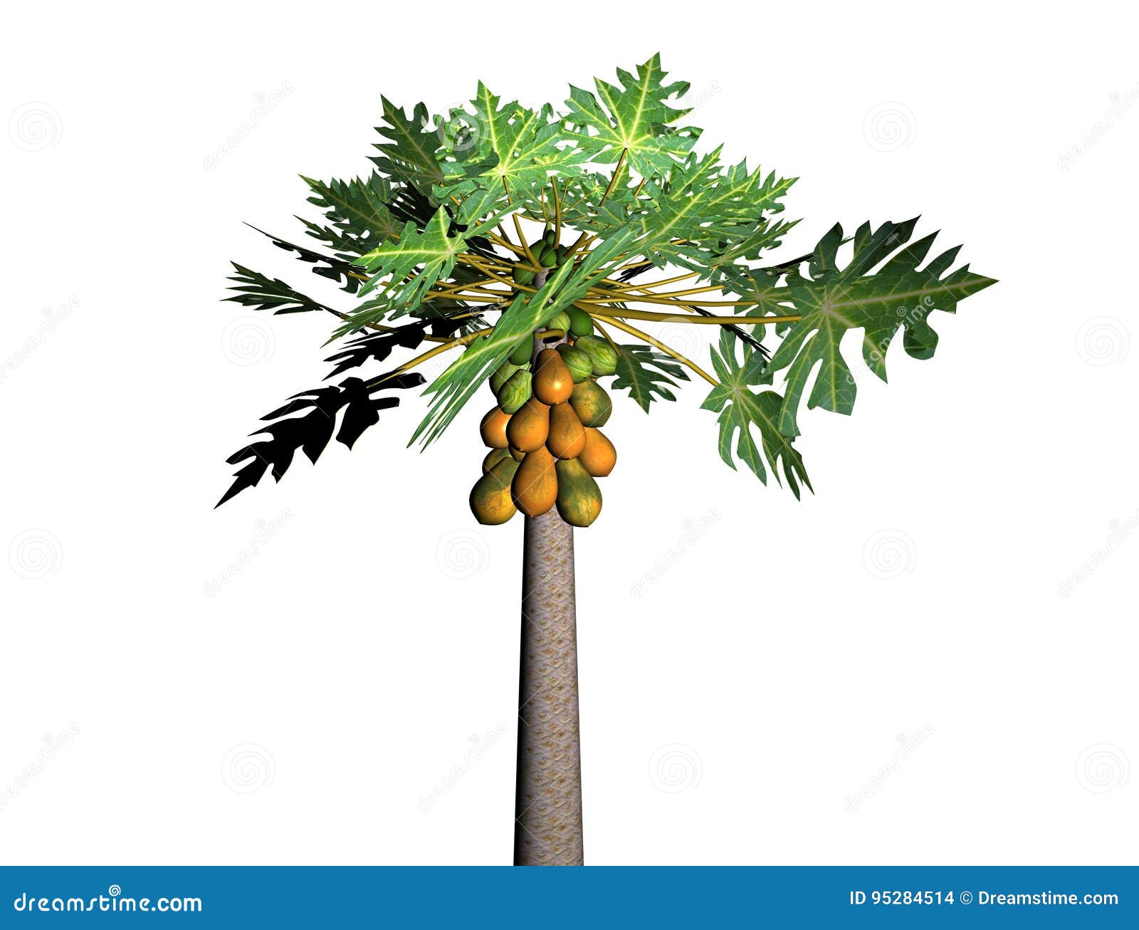 Papaya tree stock illustration. Illustration of included - 95284514 Papaya tree stock illustration. Illustration of included - 95284514