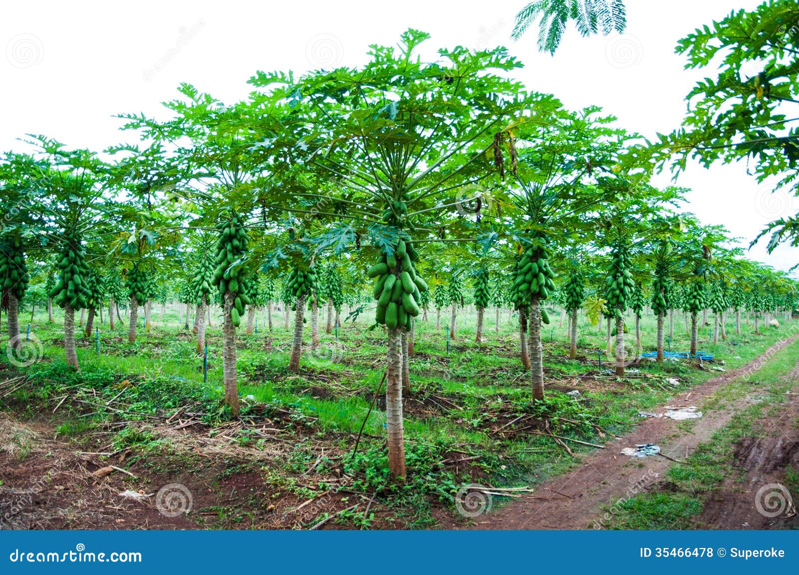 Papaya tree stock photo. Image of background, exotic 35466478