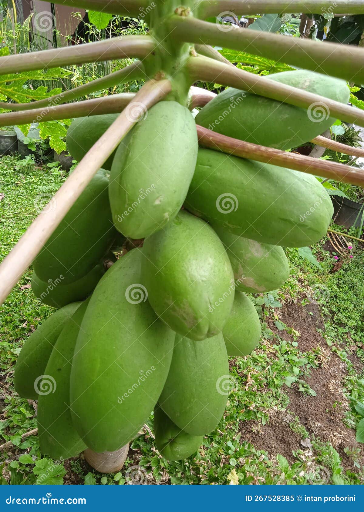 Papaya Tree in Front of My House,ready To Harvest Stock Image Image