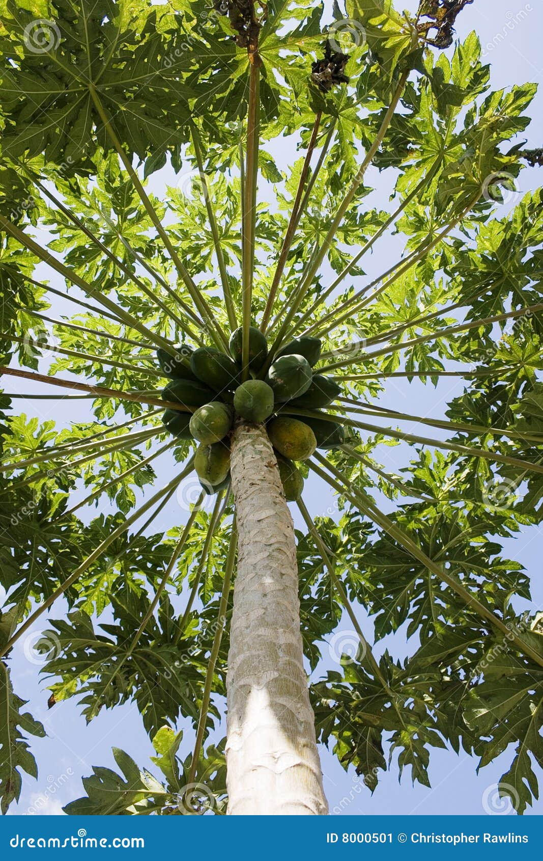 Papaya tree with fruit stock image. Image of growing, farm 8000501