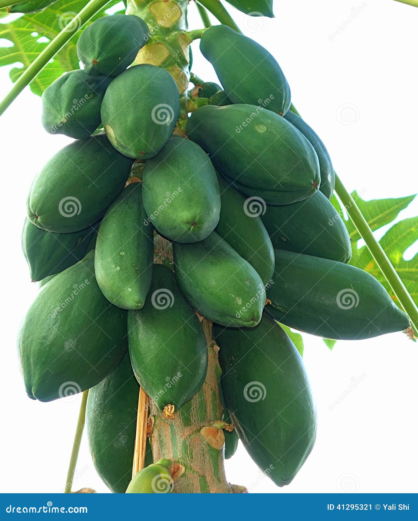 Papaya Tree with Green Papayas Stock Image Image of fruit, juicy