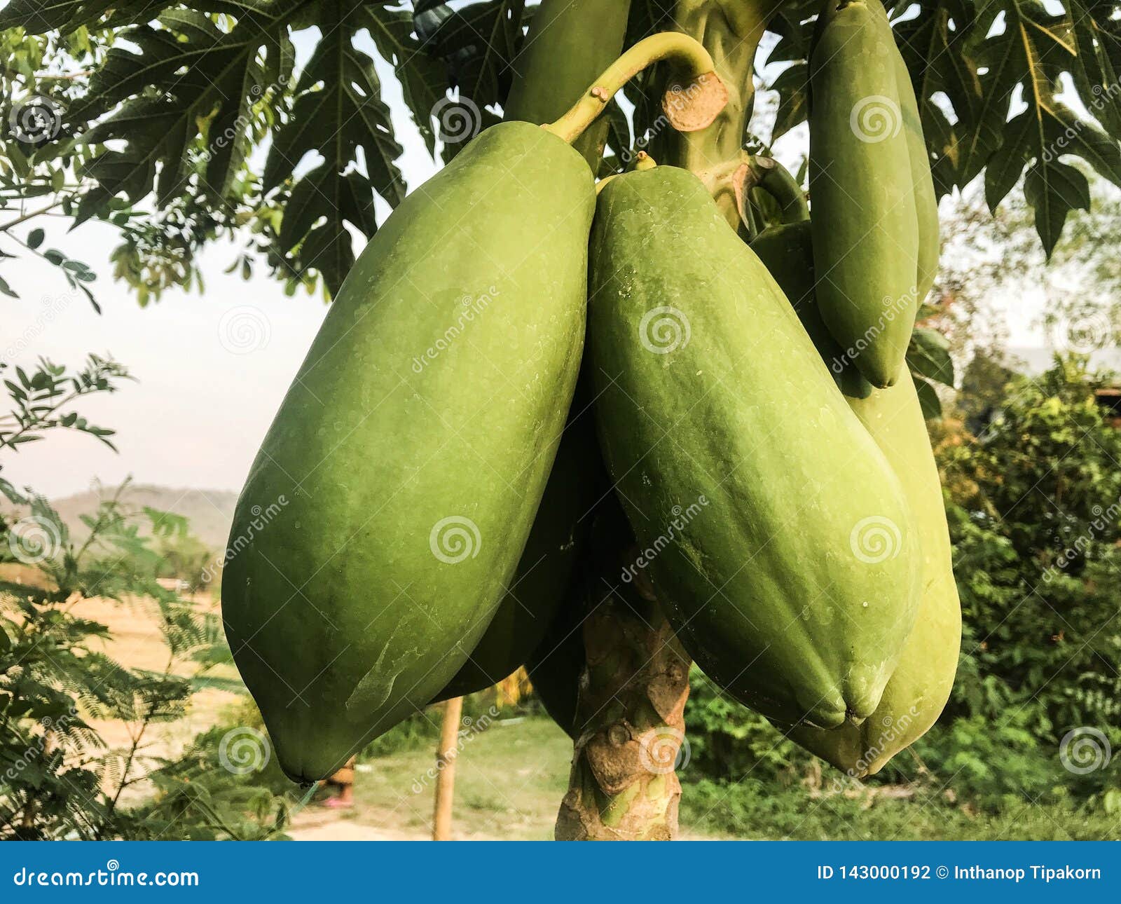 Papaya on the tree stock photo. Image of exotic, beautiful 143000192
