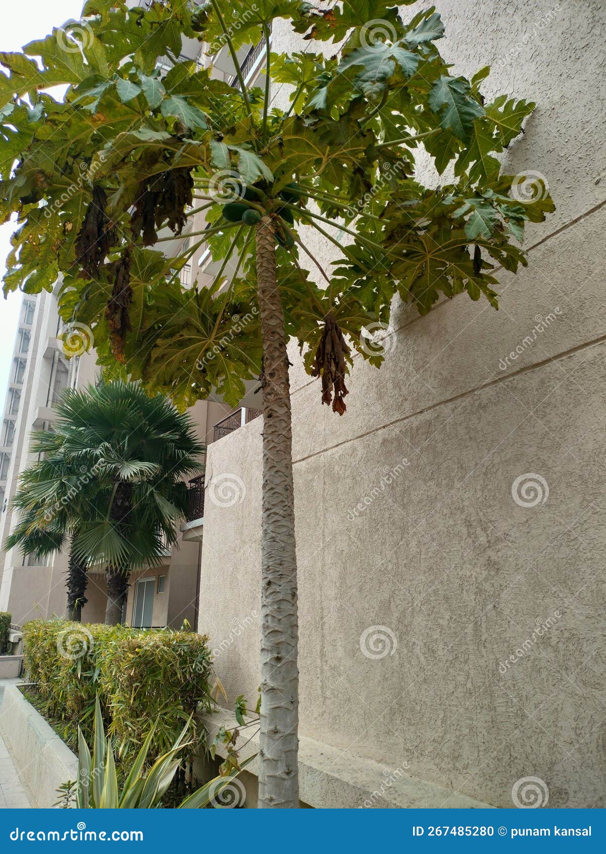 Papaya Tree in House Garden Stock Photo Image of shrub, neighbourhood