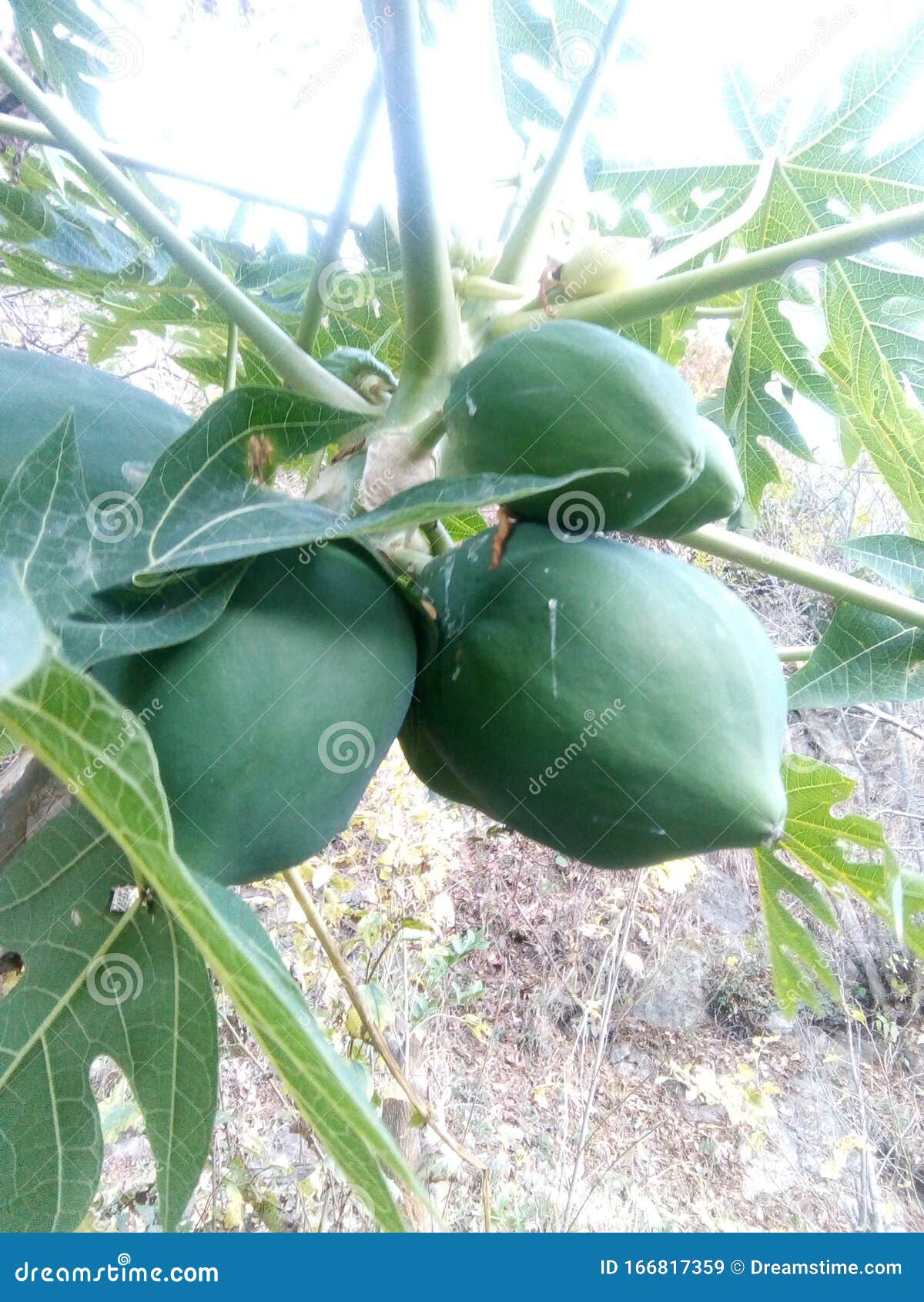 Papaya tree in India stock image. Image of papaya, india 166817359