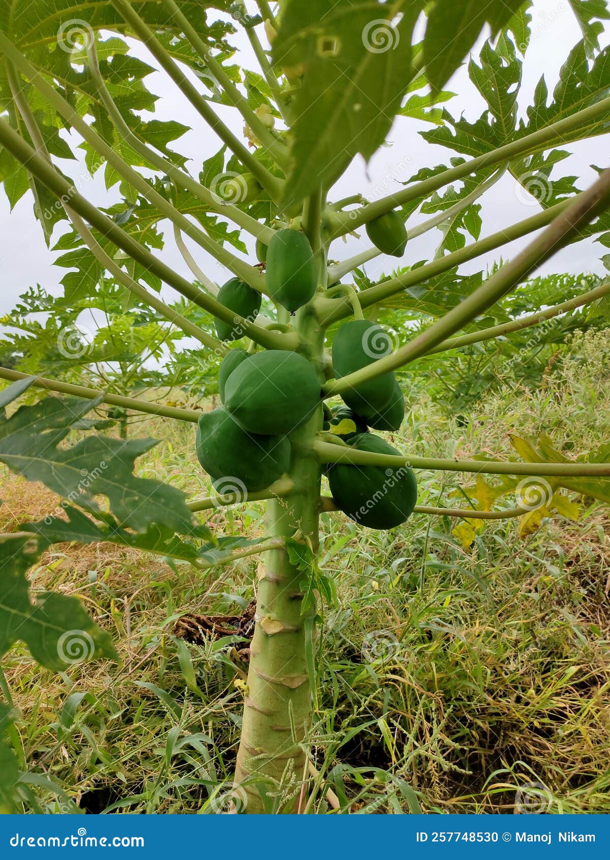 Papaya tree in India stock photo. Image of jungle, fruit 257748530