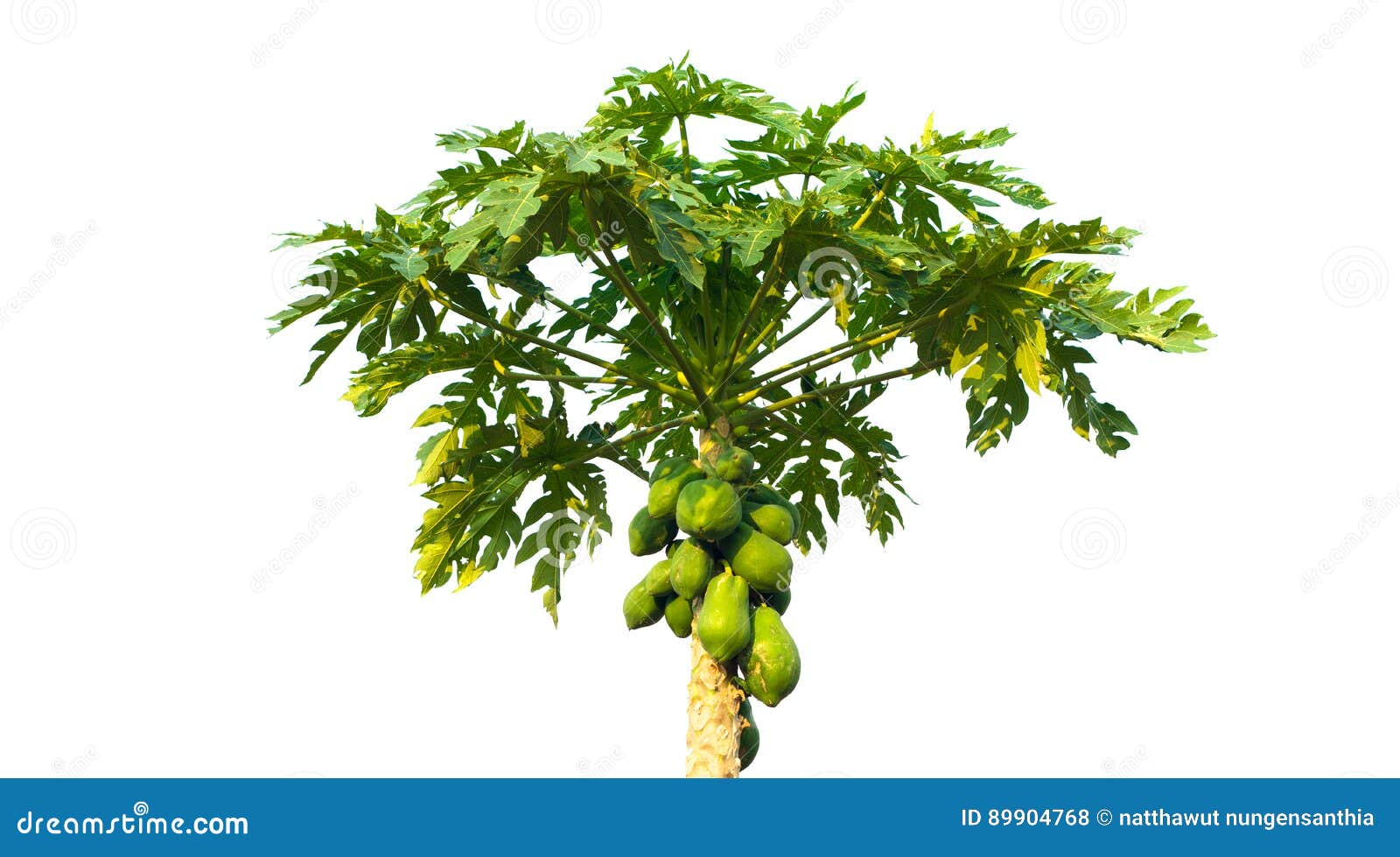 Papaya Tree Isolated,Green Tree Isolated on White Background Stock Photo Image of white, green