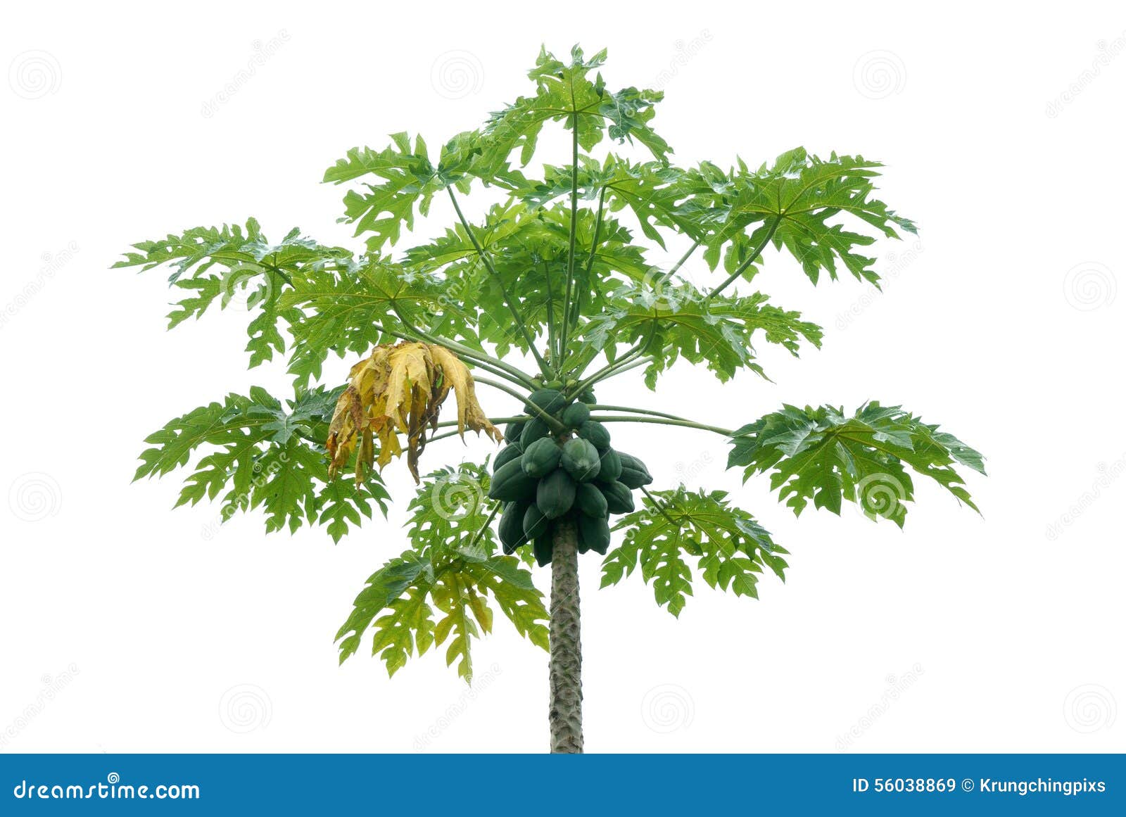 Papaya tree stock image. Image of white, isolated, background 56038869