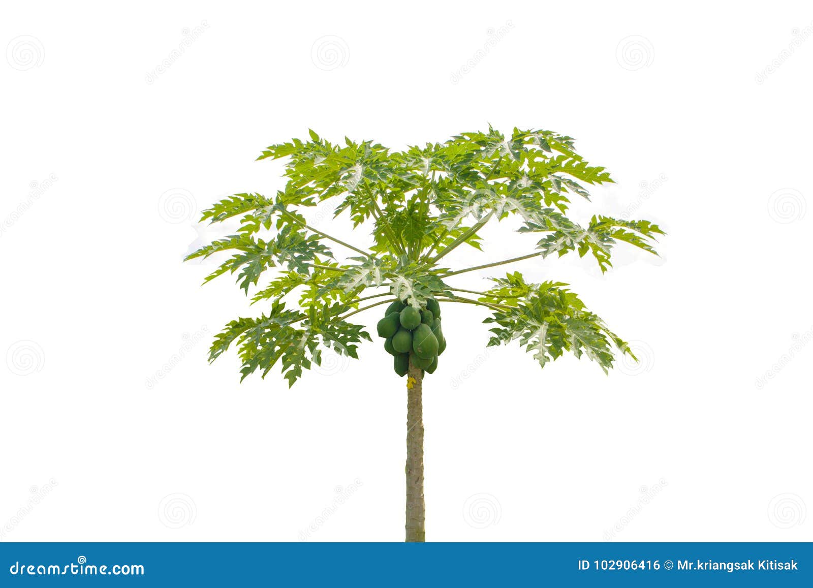 Papaya tree isolated stock photo. Image of garden, white 102906416