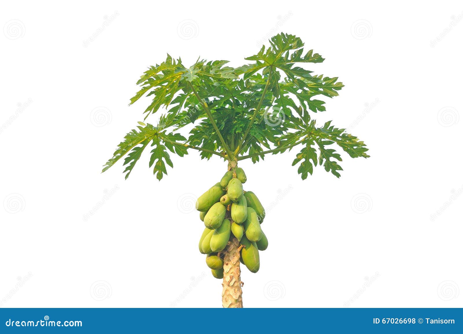 Papaya Tree Isolated on White Background Stock Photo Image of asian, fruit 67026698