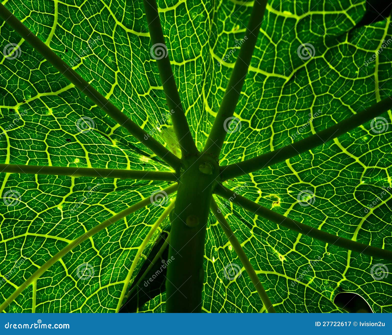 Papaya tree Leaf. stock image. Image of natural, garden 27722617