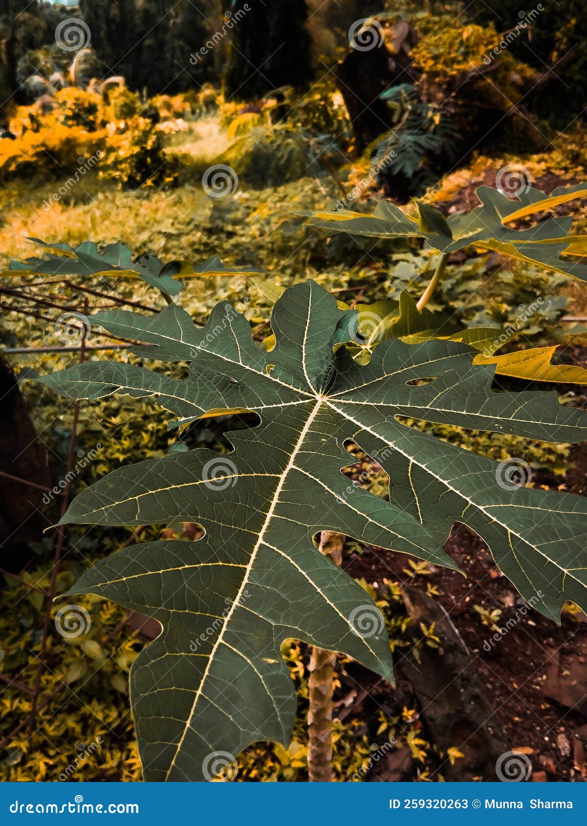 Papaya tree leaf stock image. Image of maple, autumn 259320263