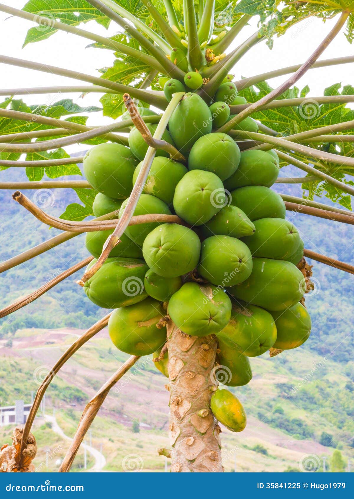 Papaya on tree in nature stock image. Image of diet, fruit 35841225