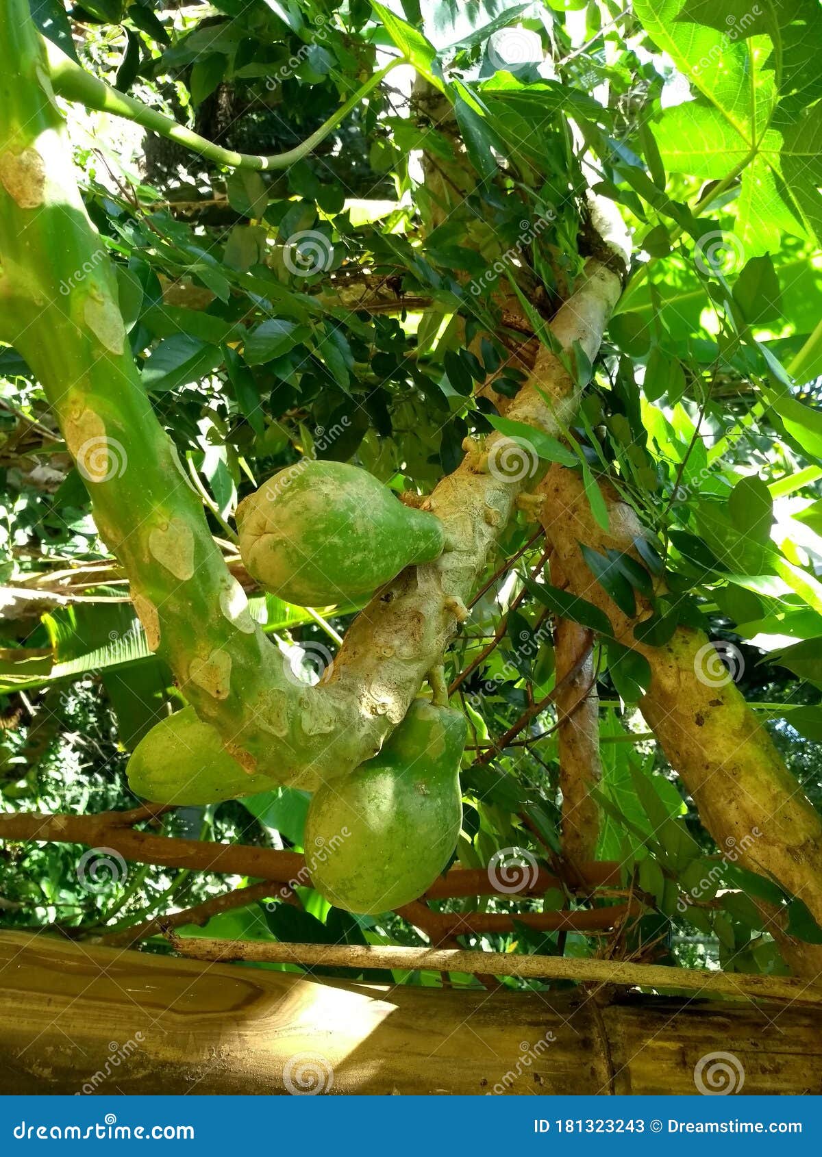 papaya tree with papaya hanging.