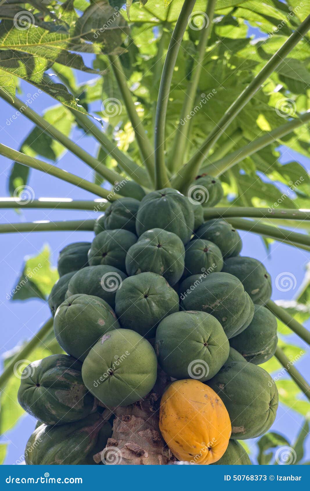 Papaya on a Tree Ready for Harvest Stock Image Image of fresh, food 50768373