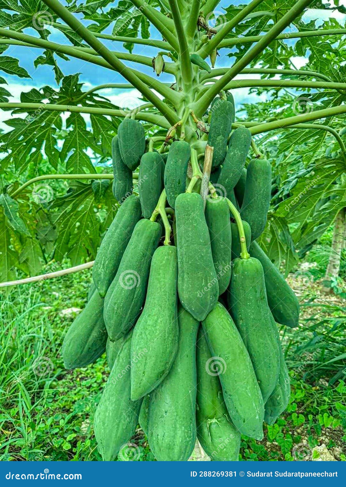 Papaya tree Unripe papaya stock image. Image of plantation 288269381