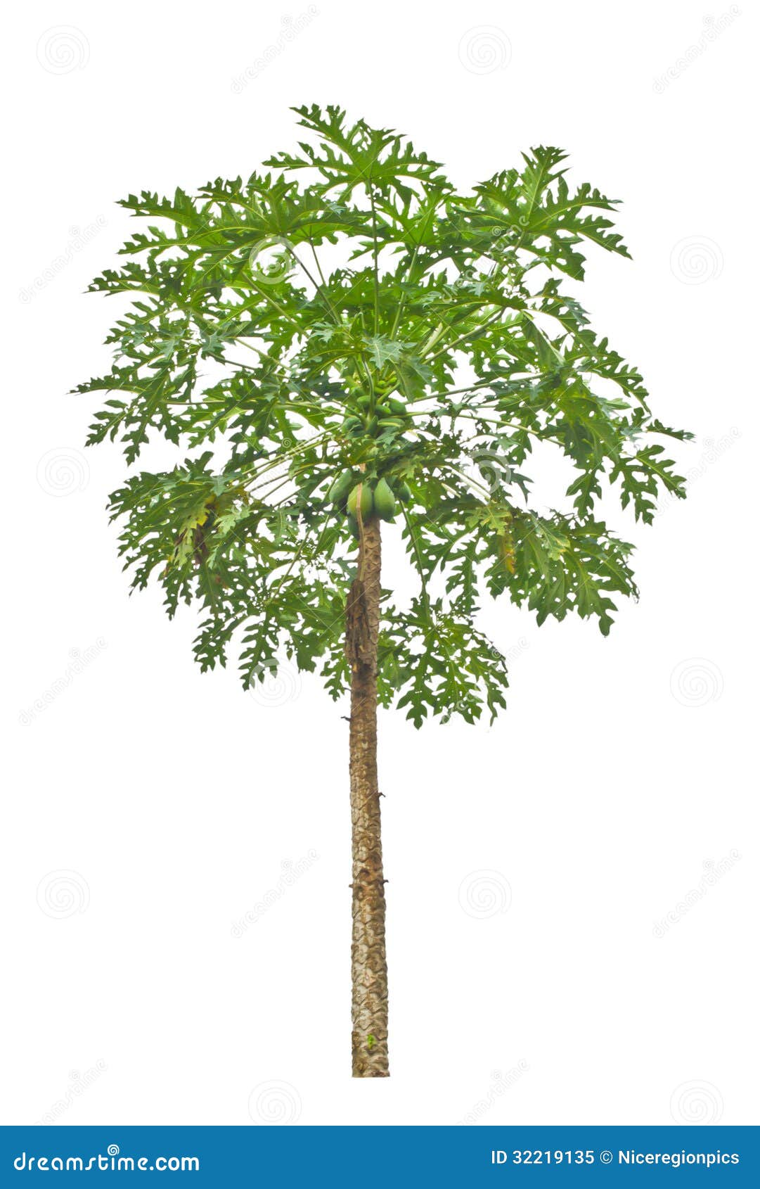 Papaya tree. stock image. Image of background, foliage 32219135