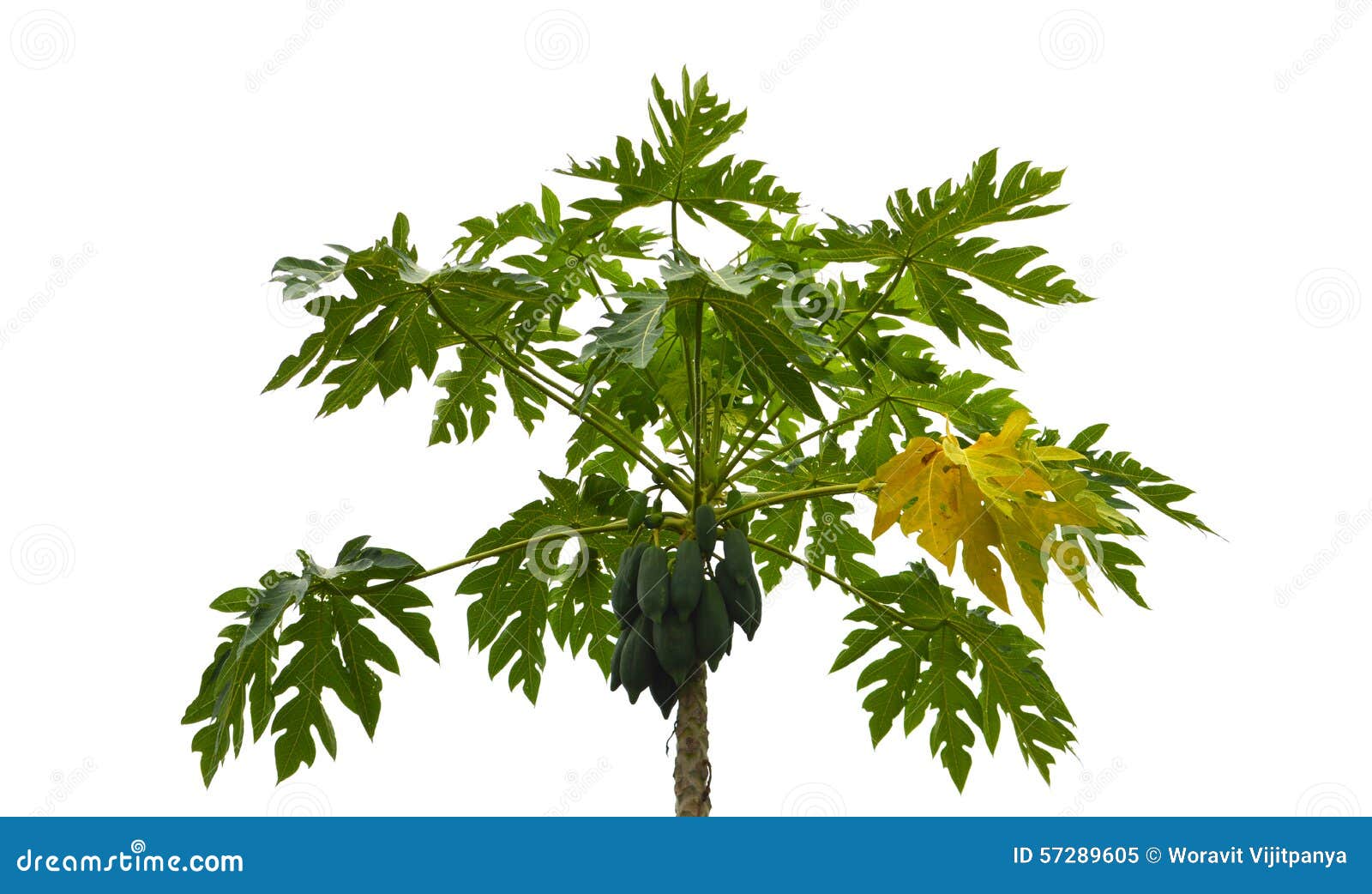 Papaya tree stock image. Image of fruits, diet, trees 57289605