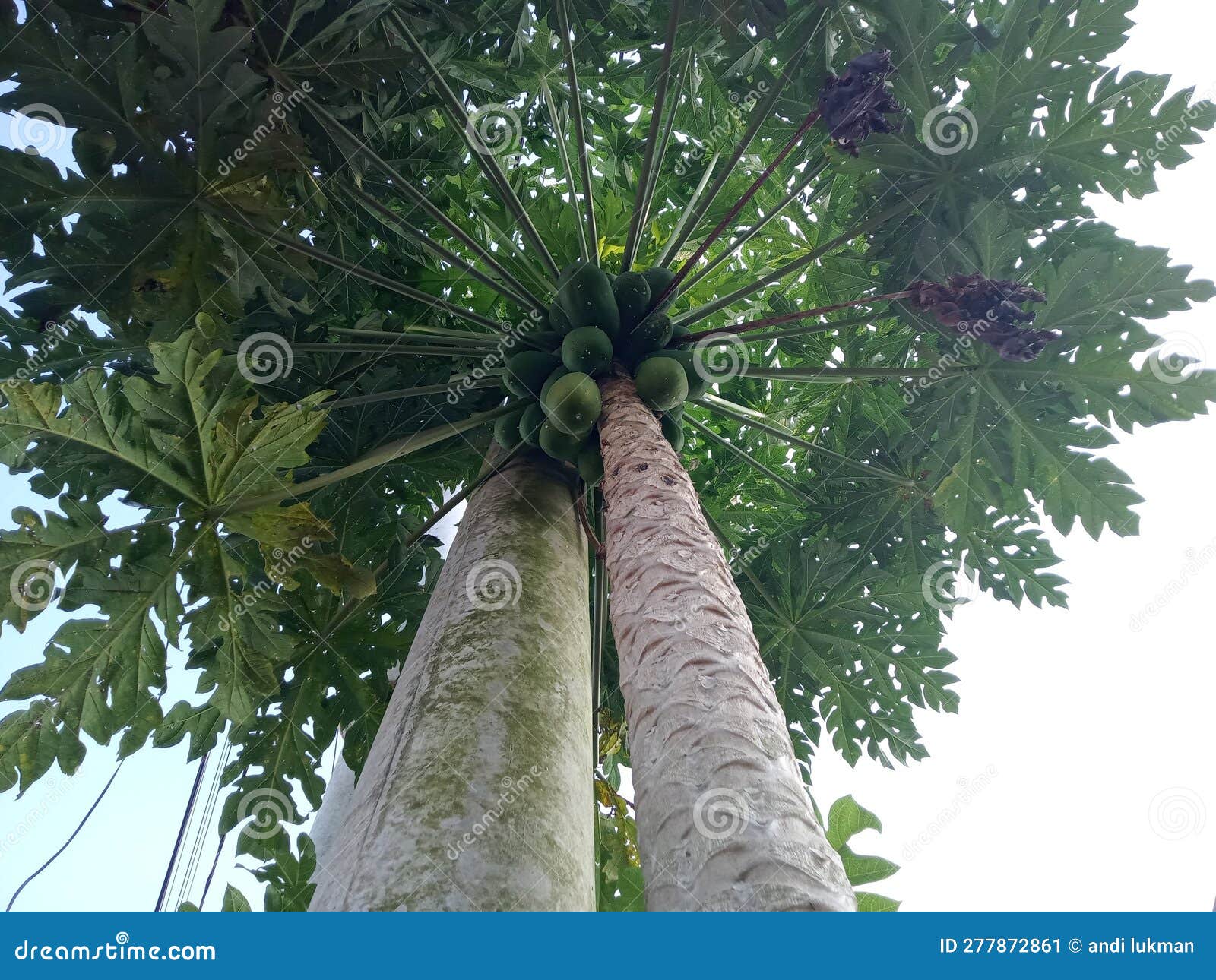 Papaya Trees that Bear Heavy Fruit and are Tall Stock Image Image of