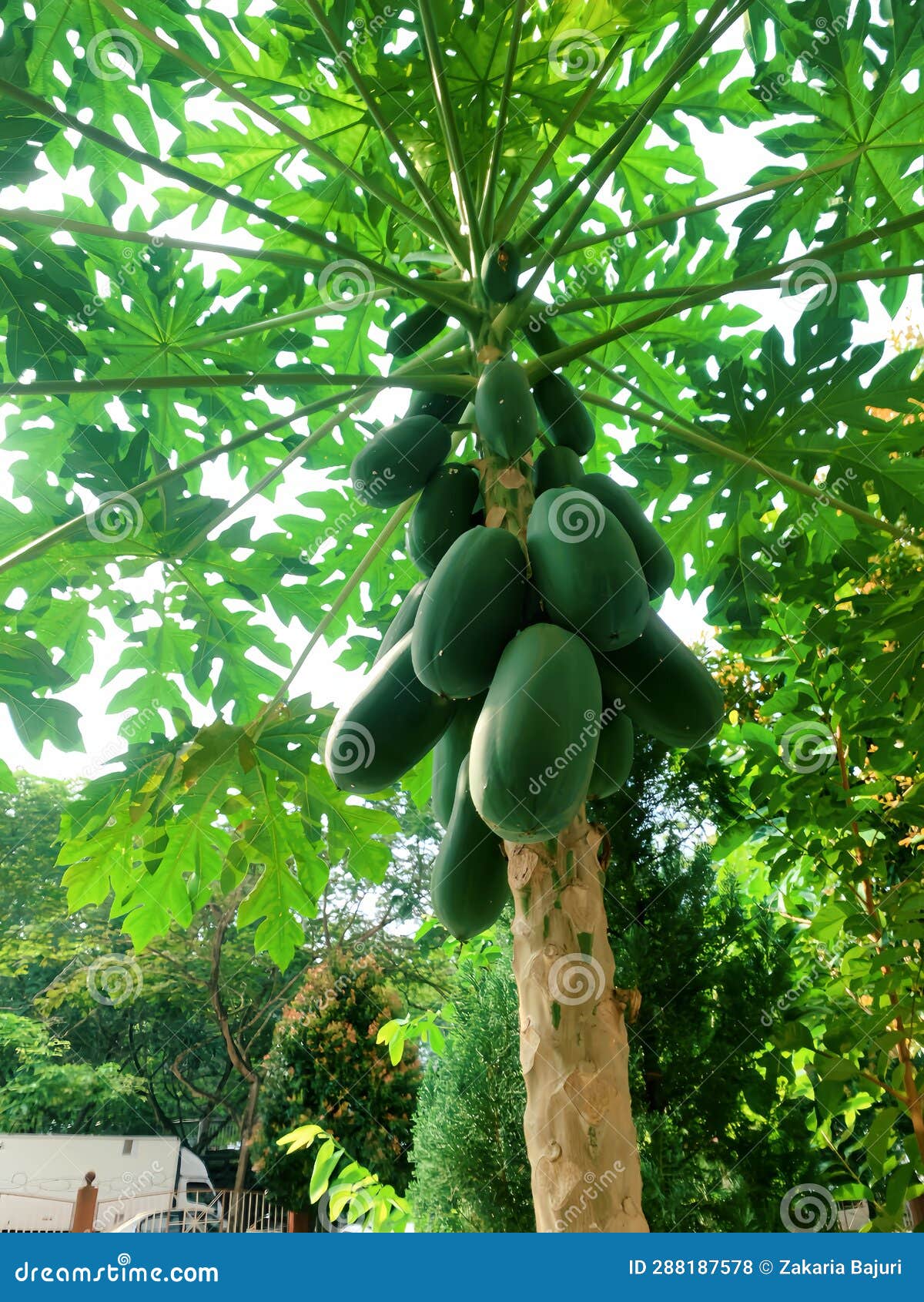papaya trees are lush and beautiful for the view of the growers