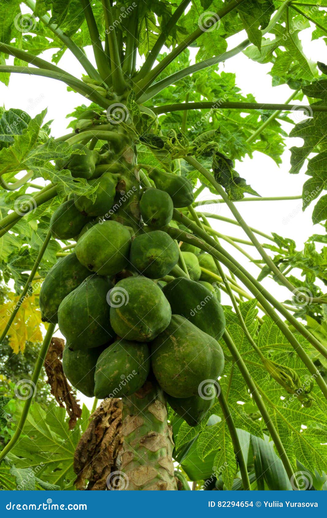 Papaya Tropical Que Crece En árbol Foto de archivo Imagen de frescura